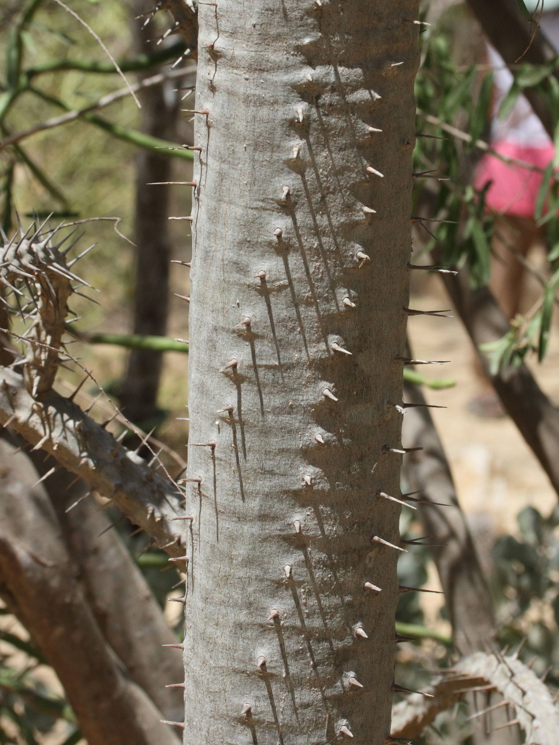 alluaudia_procera6md