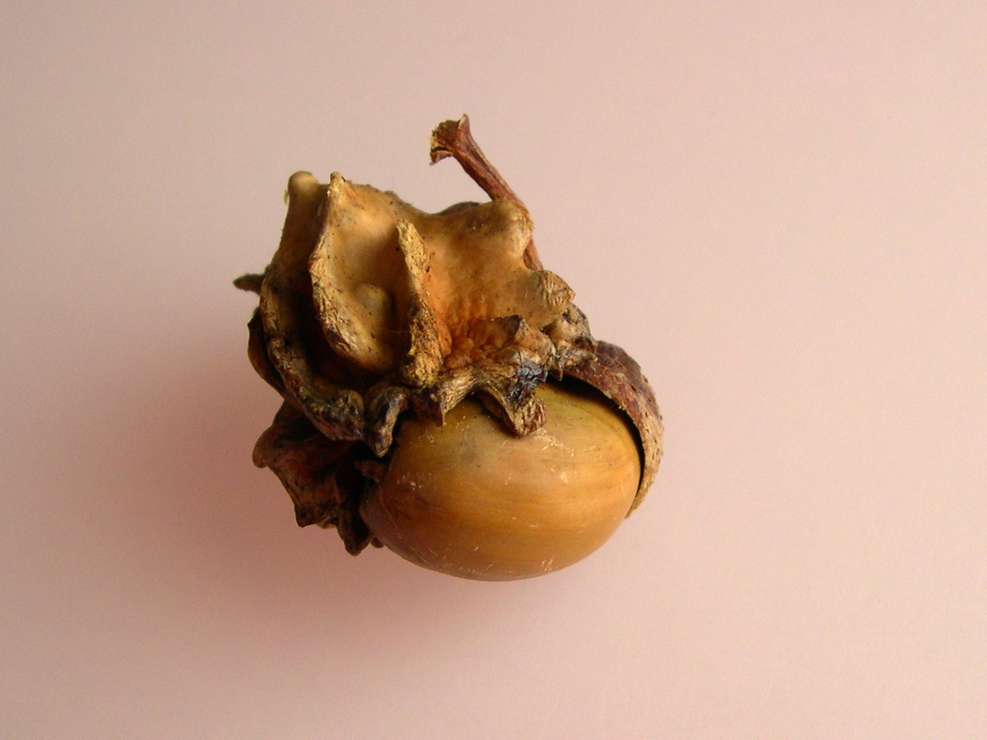 andricus_quercuscalicis_galle2md