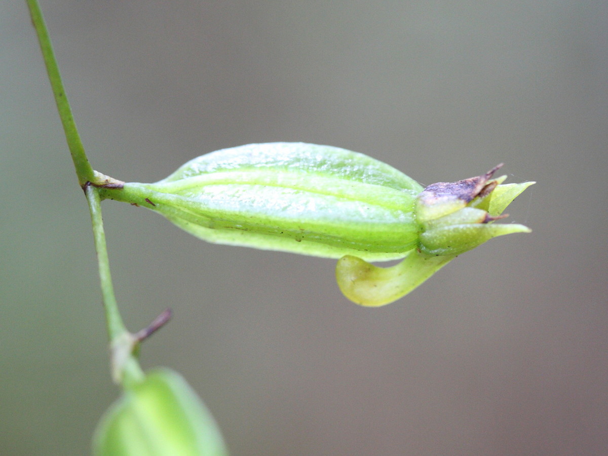 angraecum_obversifolium2md