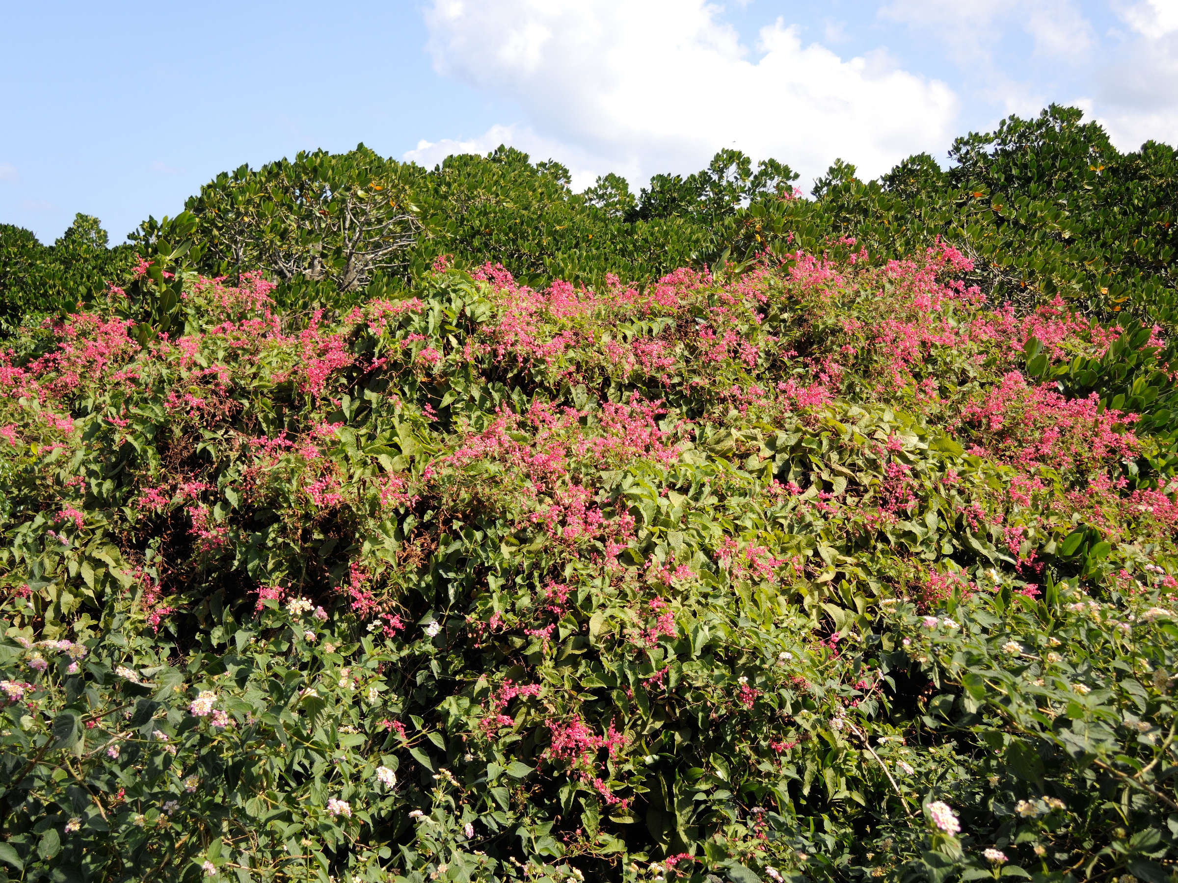 antigonon_leptopus6md