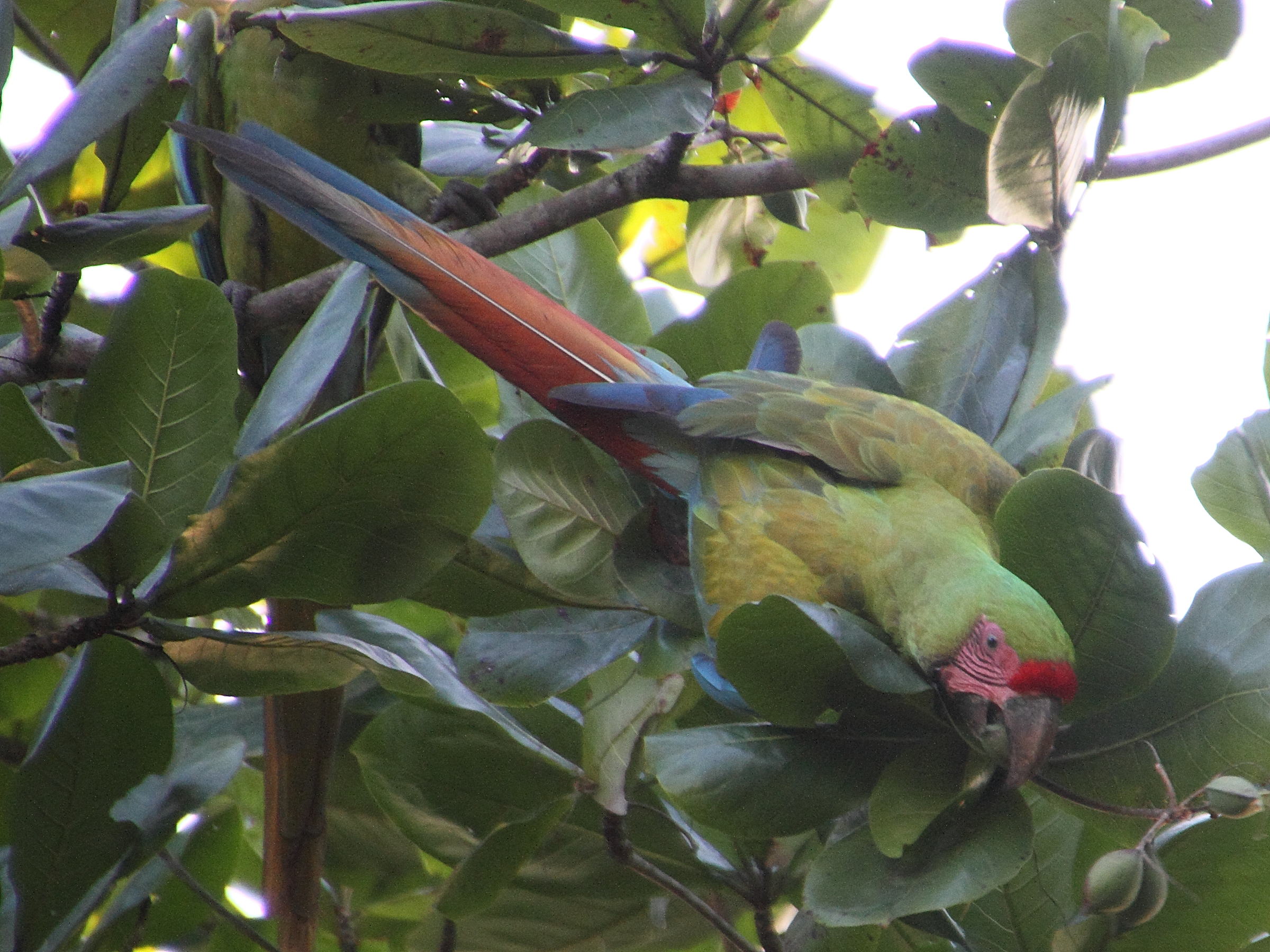 ara_de_buffon_-_ara_ambiguus6md