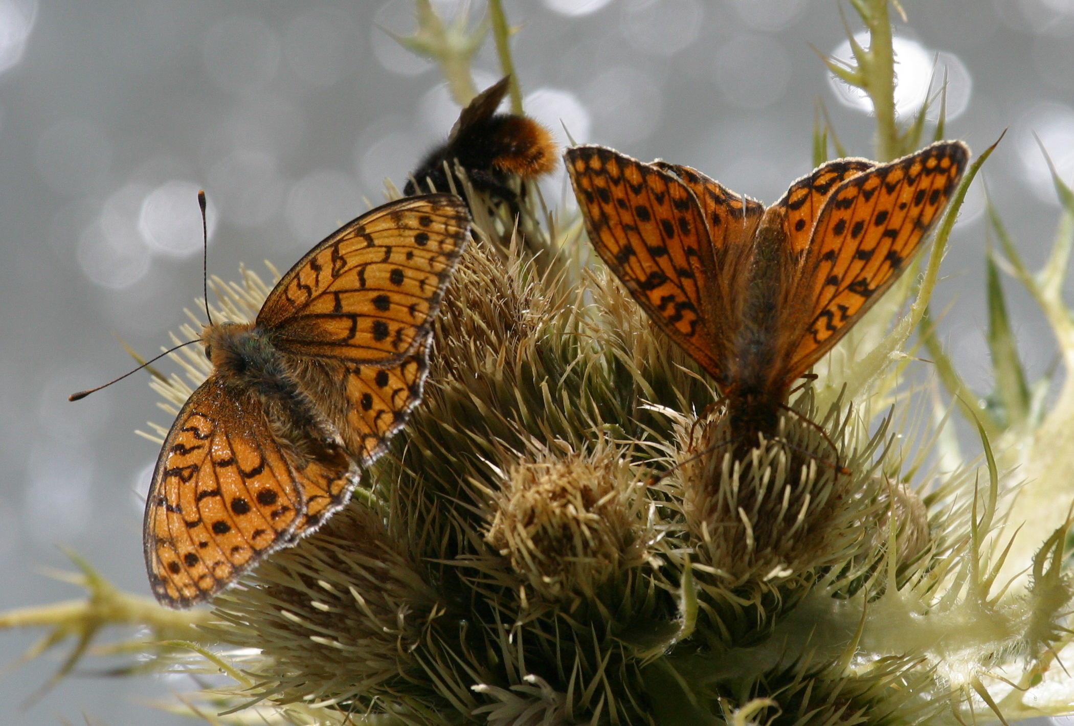 argynnis_niobe2bd