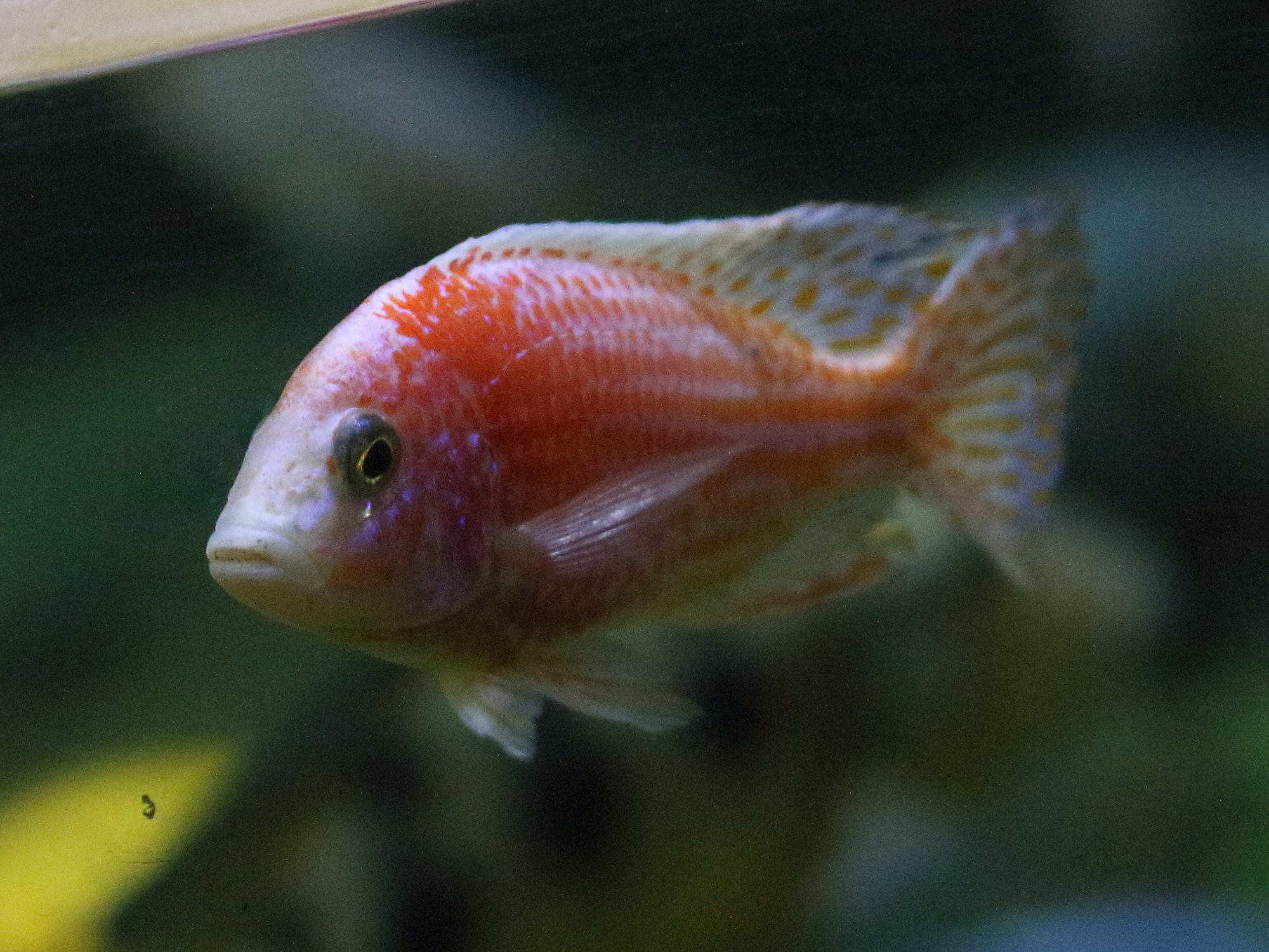 aulonocara_stuartgranti2bd