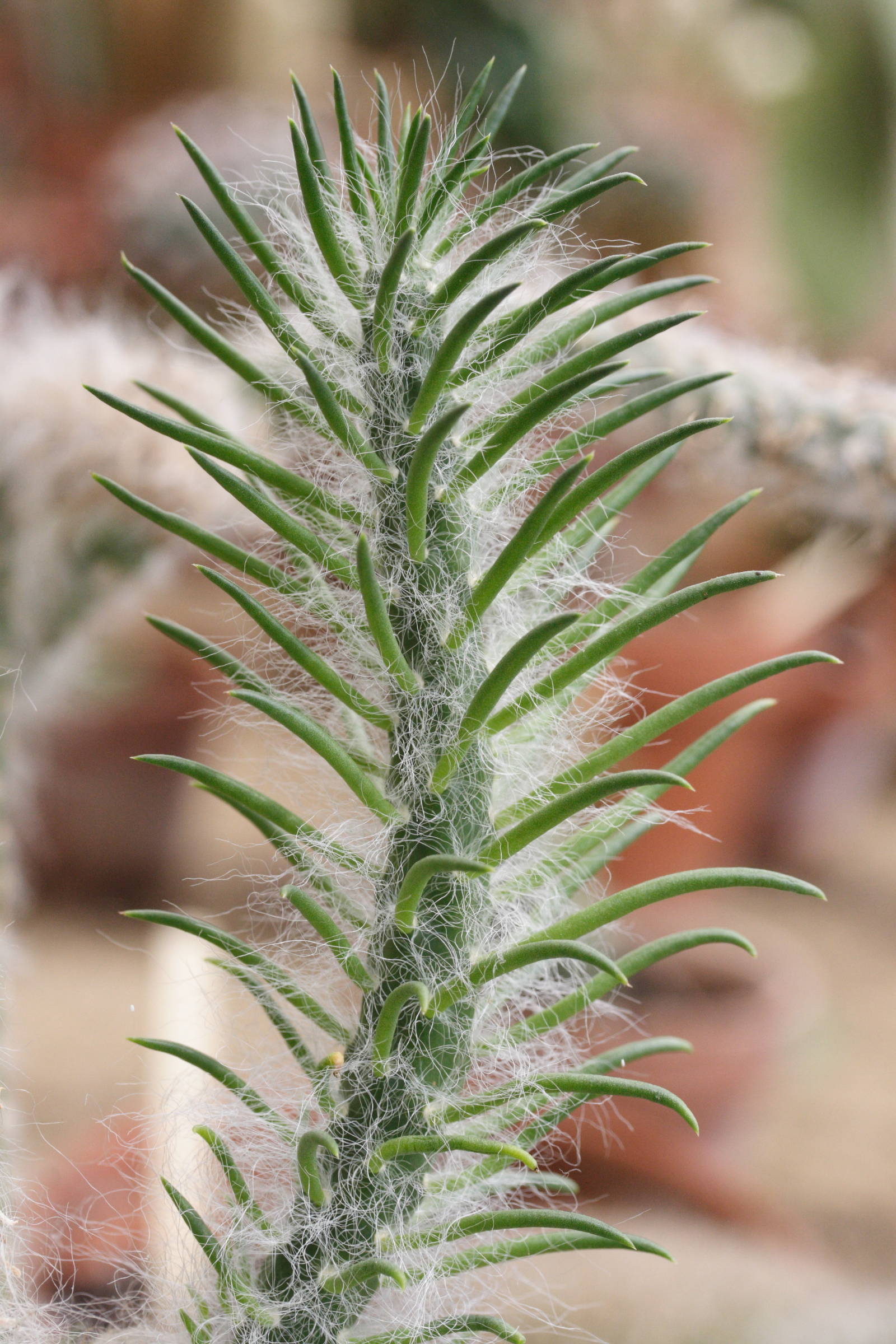 Austrocylindropuntia_vestita