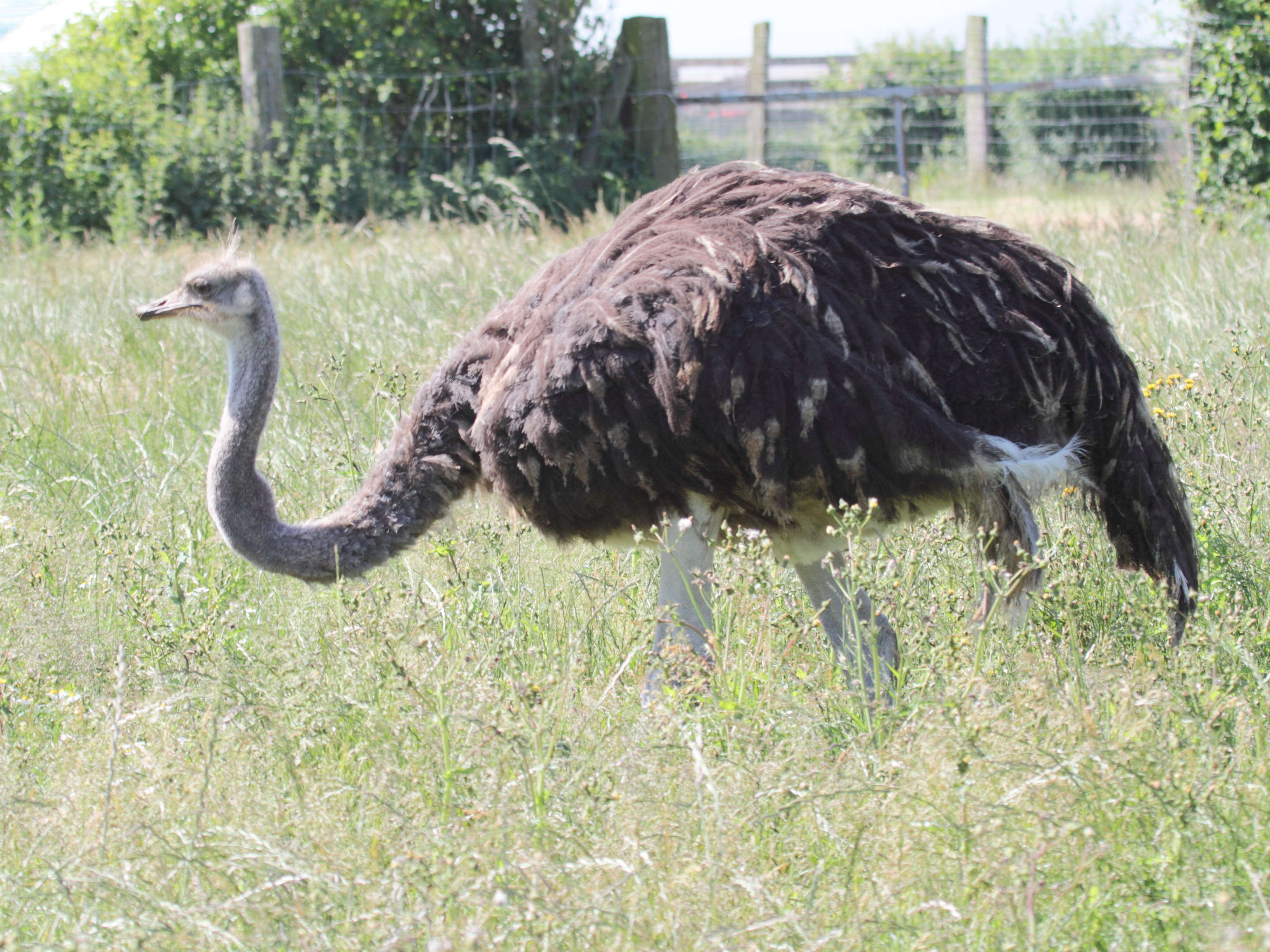 autruche_d-afrique_-_struthio_camelus1bbd