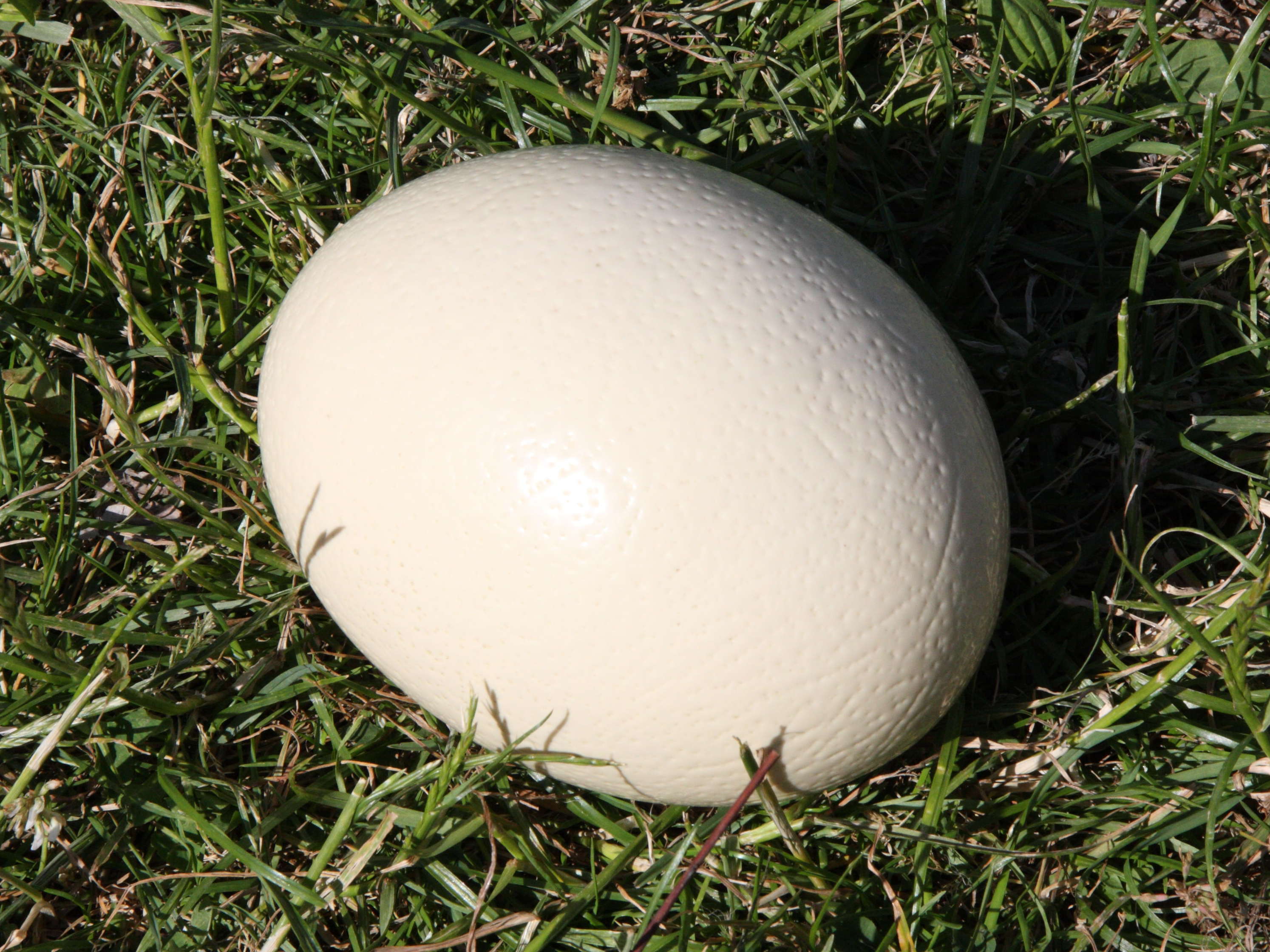 autruche_d-afrique_-_struthio_camelus3md