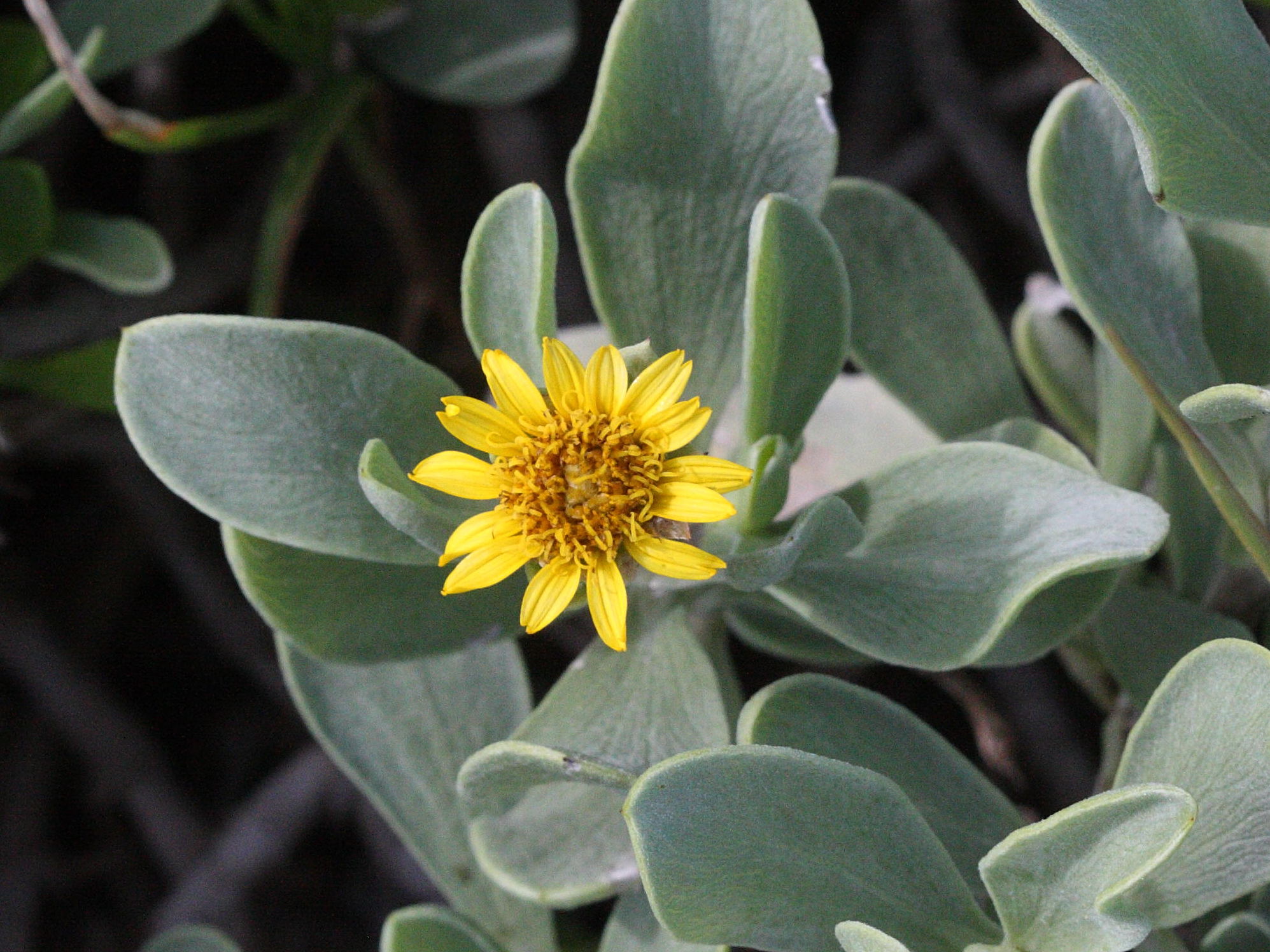 Afficher le média Borrichia_arborescens Borrichia_arborescens