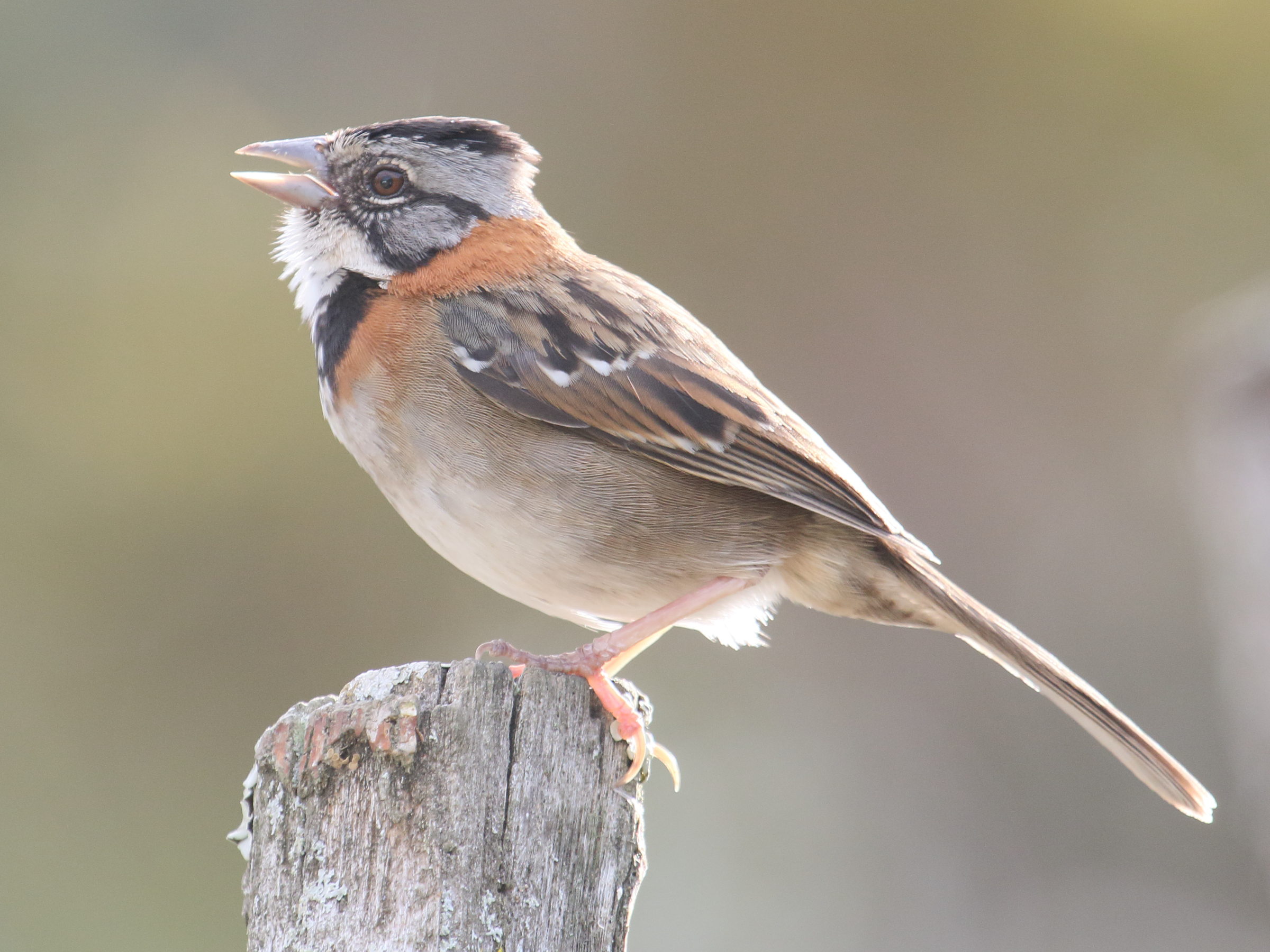 bruant_chingolo_-_zonotrichia_capensis2bd