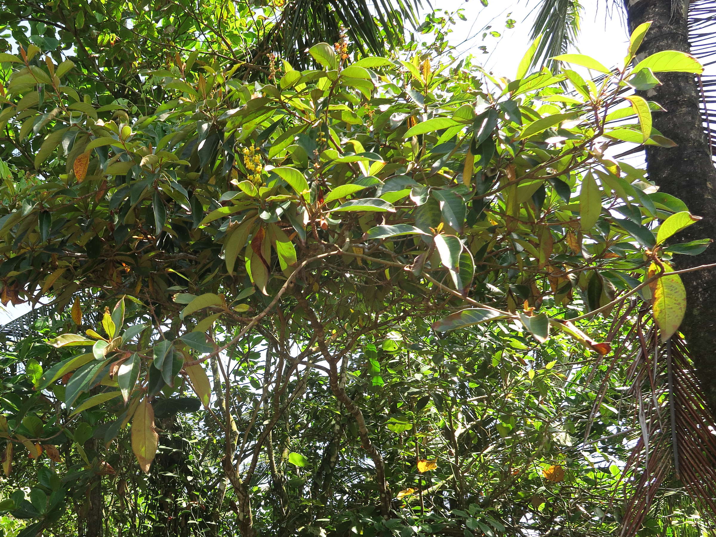 byrsonima_crassifolia4md