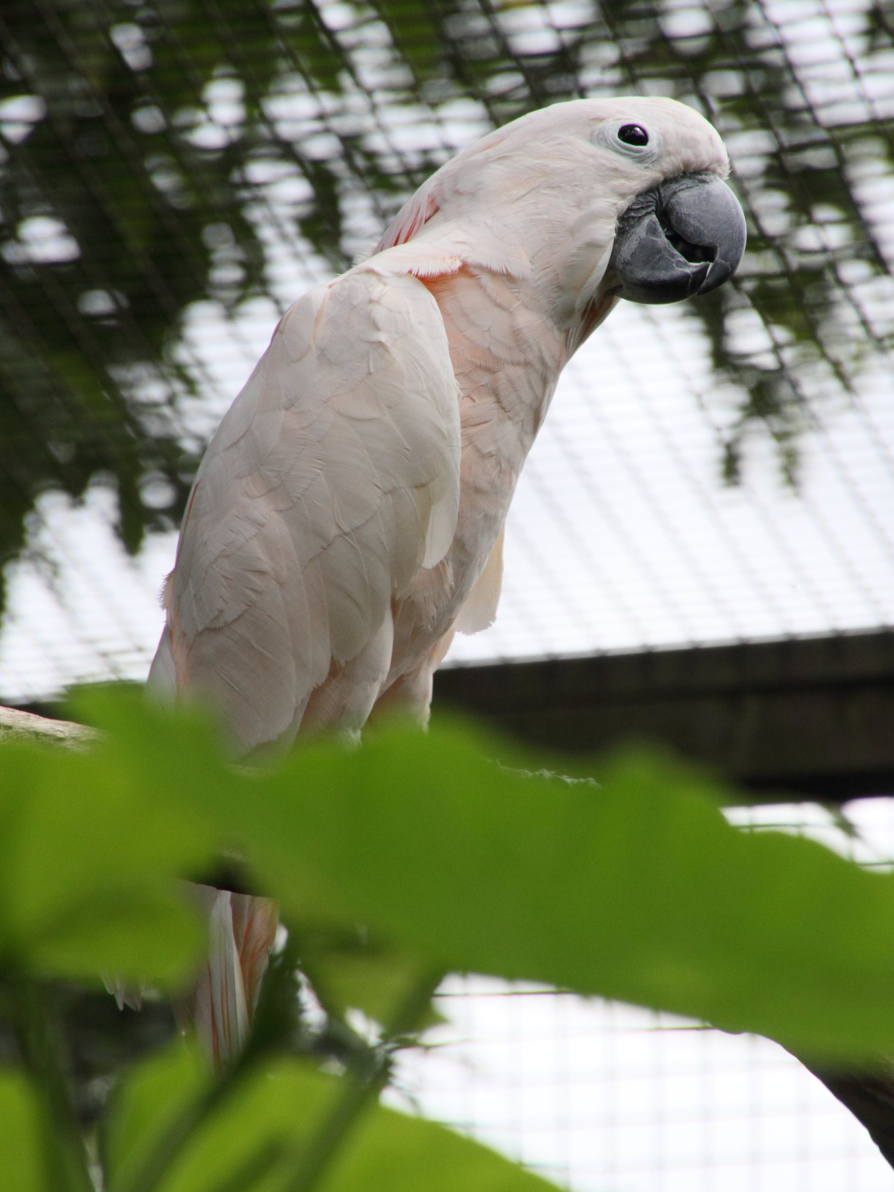 cacatoes_des_moluques_-_cacatua_moluccensis2md