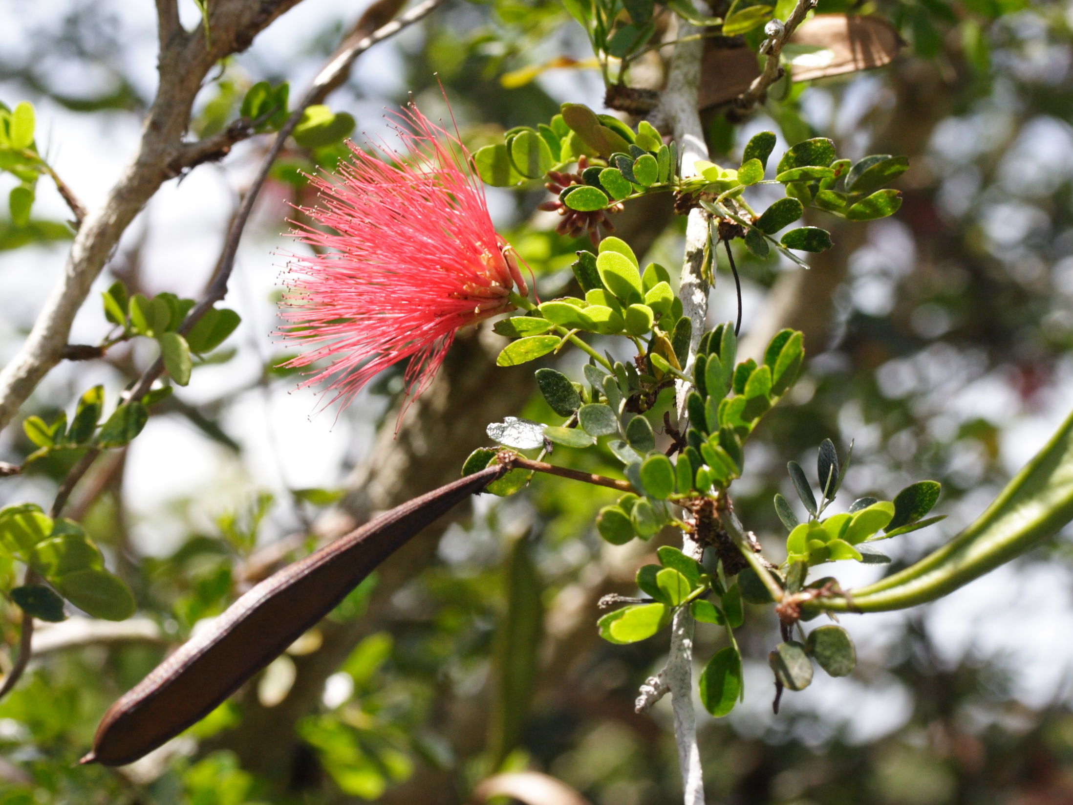 calliandra_purpurea2md