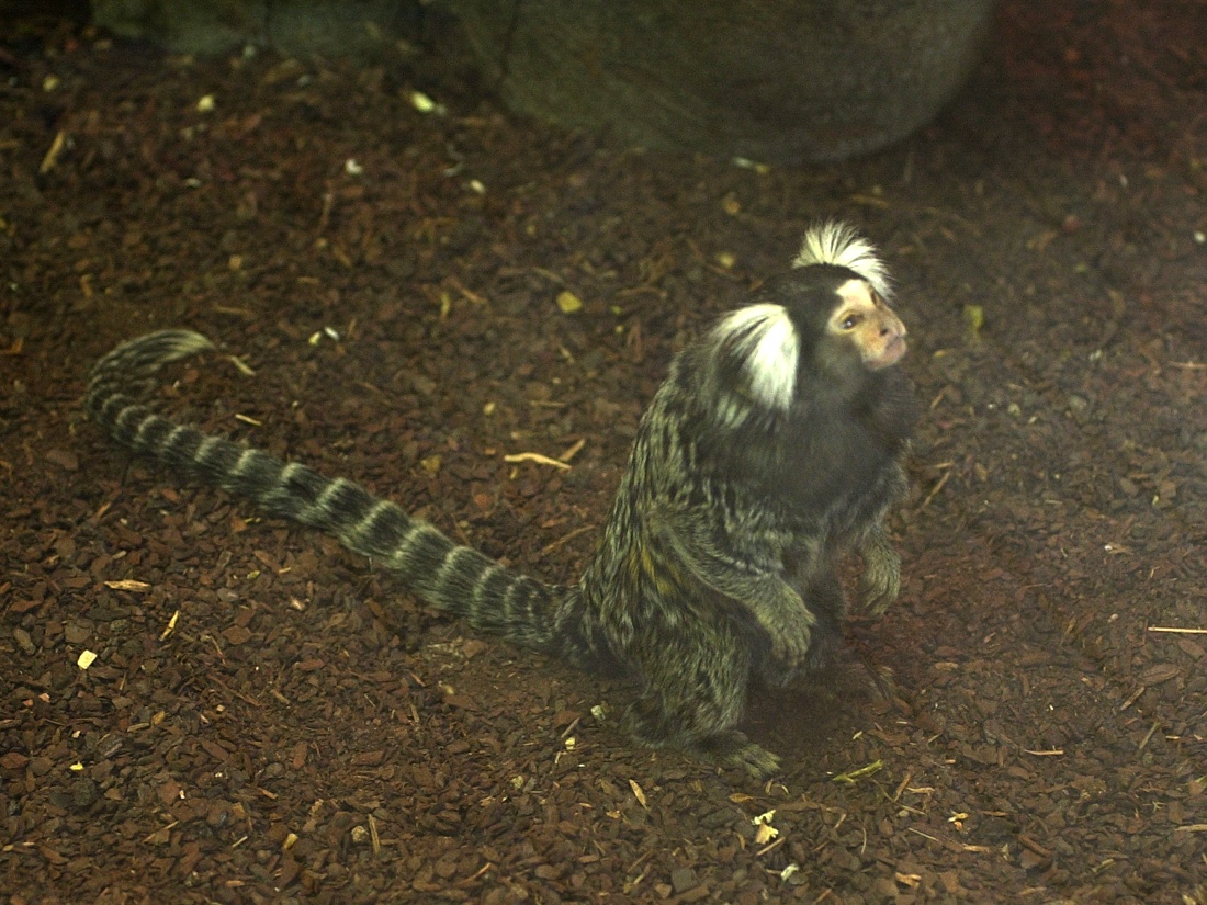 callithrix_jacchus1md