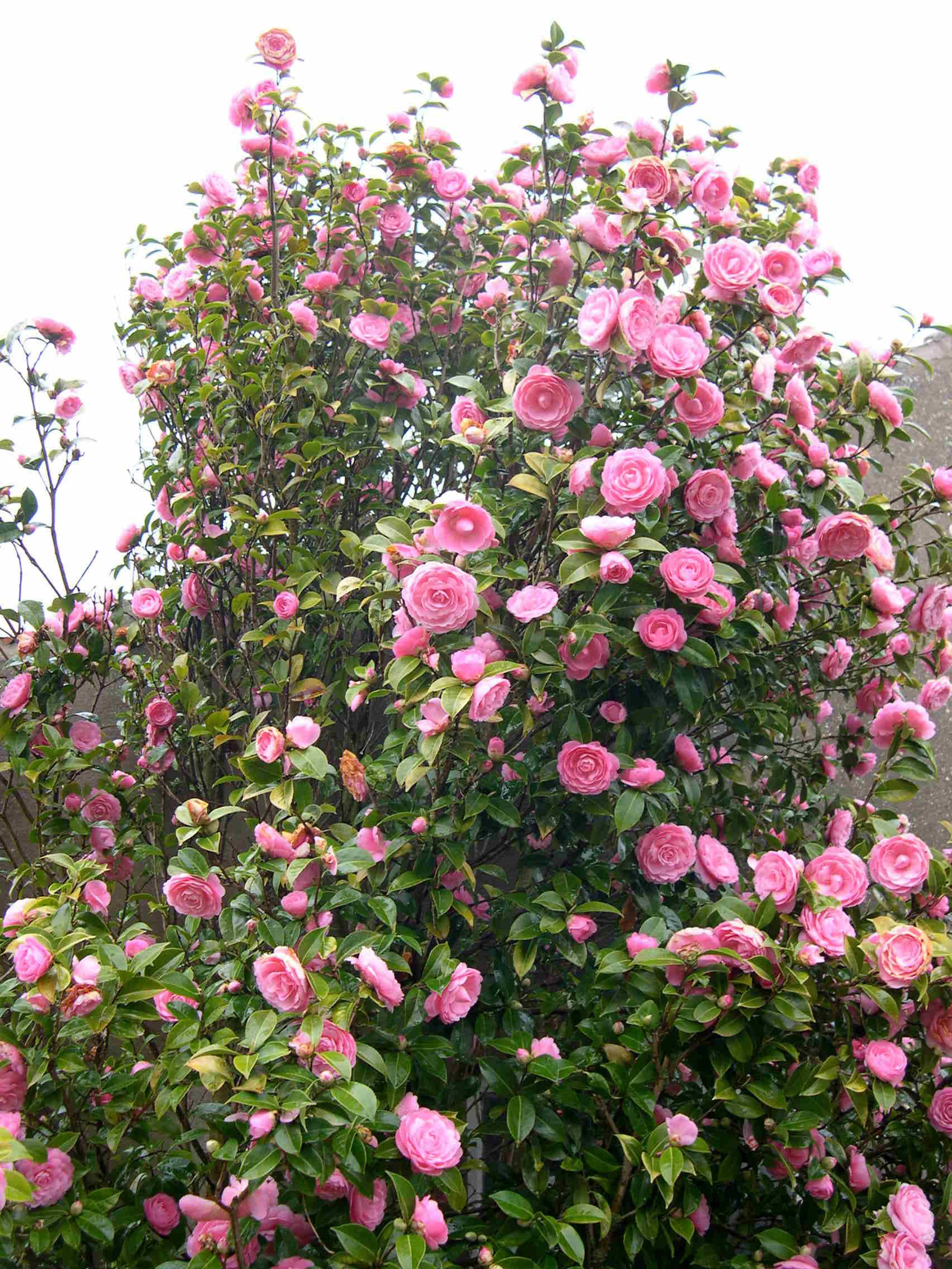 camellia_japonica4md