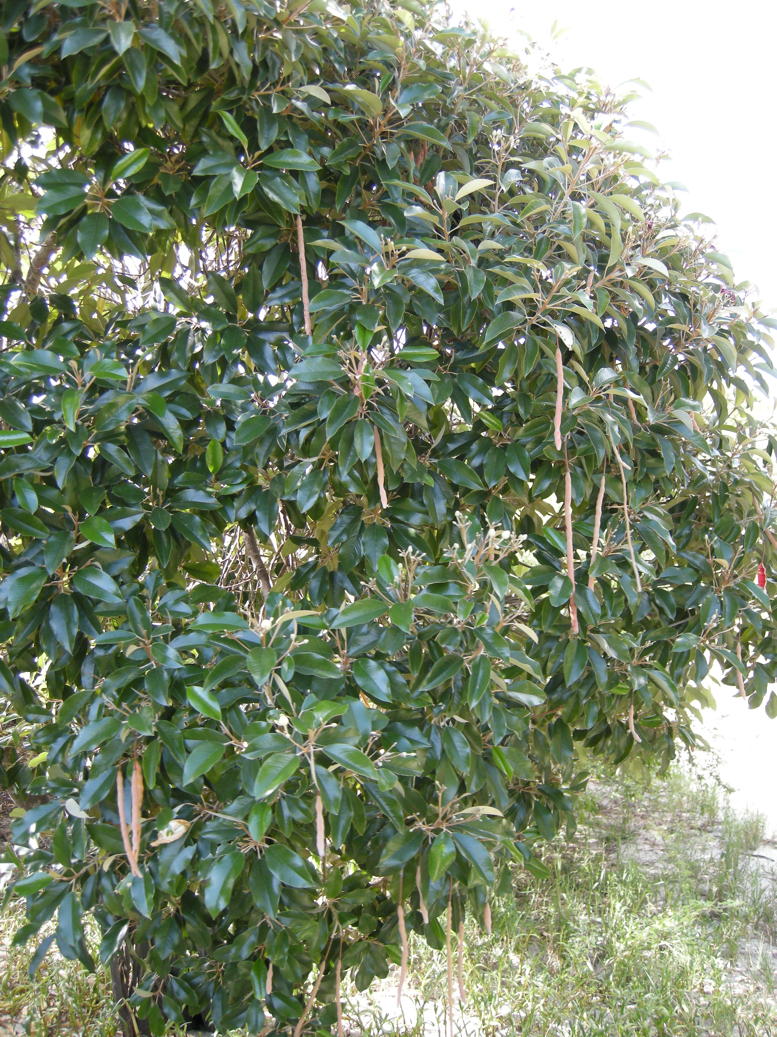 Afficher le média capparis_cynophallophora5md capparis_cynophallophora5md