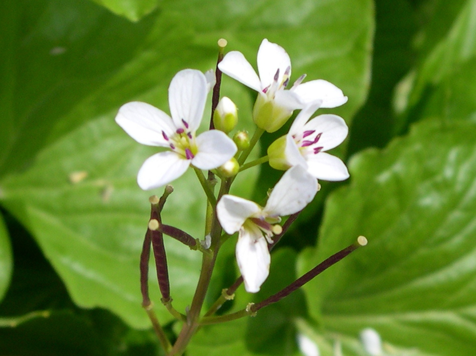 Afficher le média cardamine_asarifolia2md cardamine_asarifolia2md