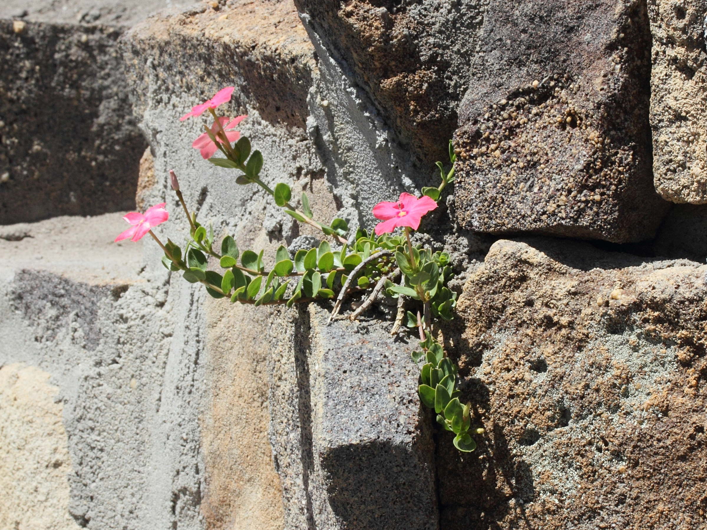 catharanthus_ovalis1md