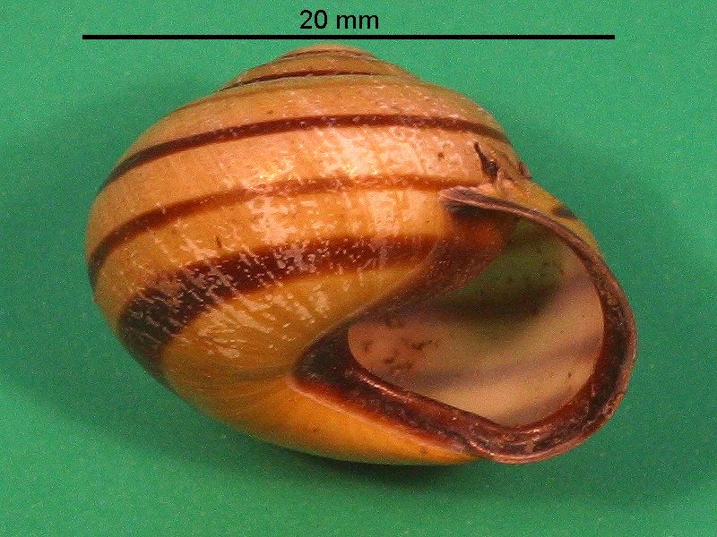 cepaea_nemoralis2cmd