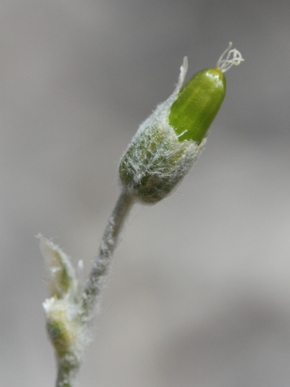 Afficher le média cerastium_tomentosum5md cerastium_tomentosum5md