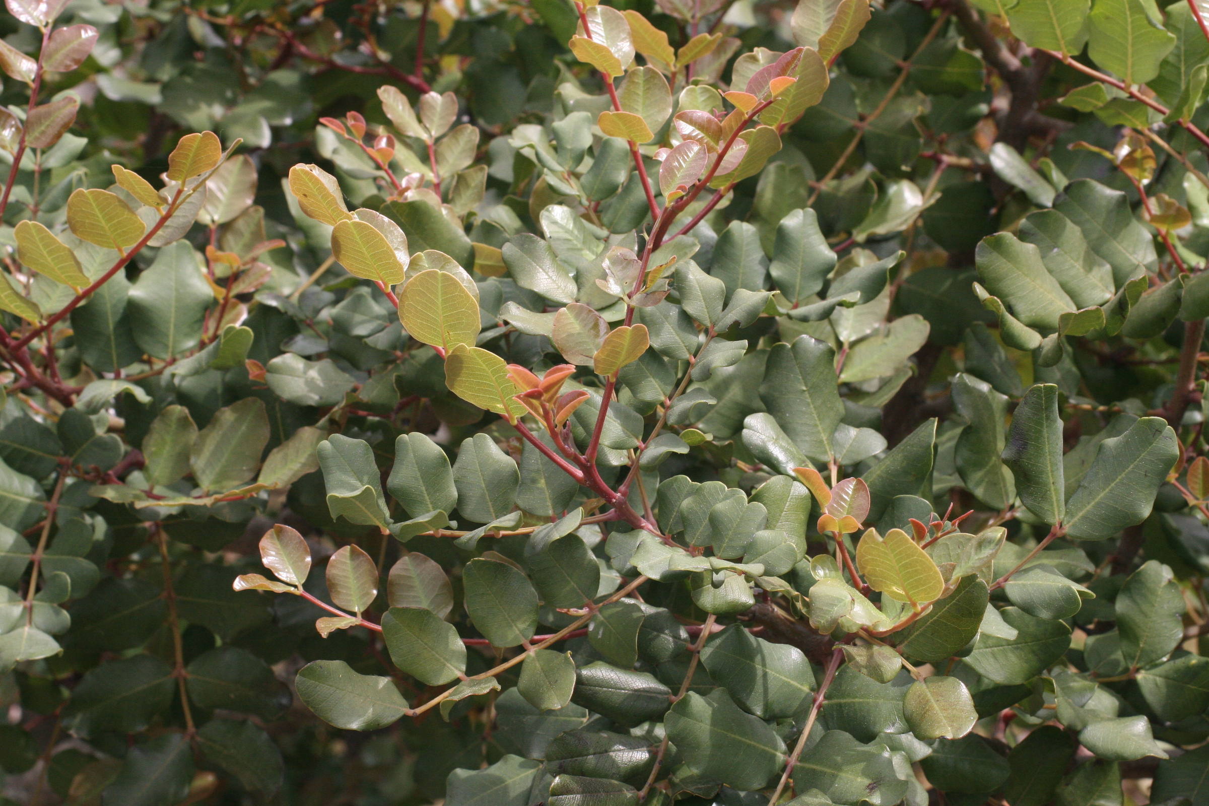 ceratonia_siliqua3md