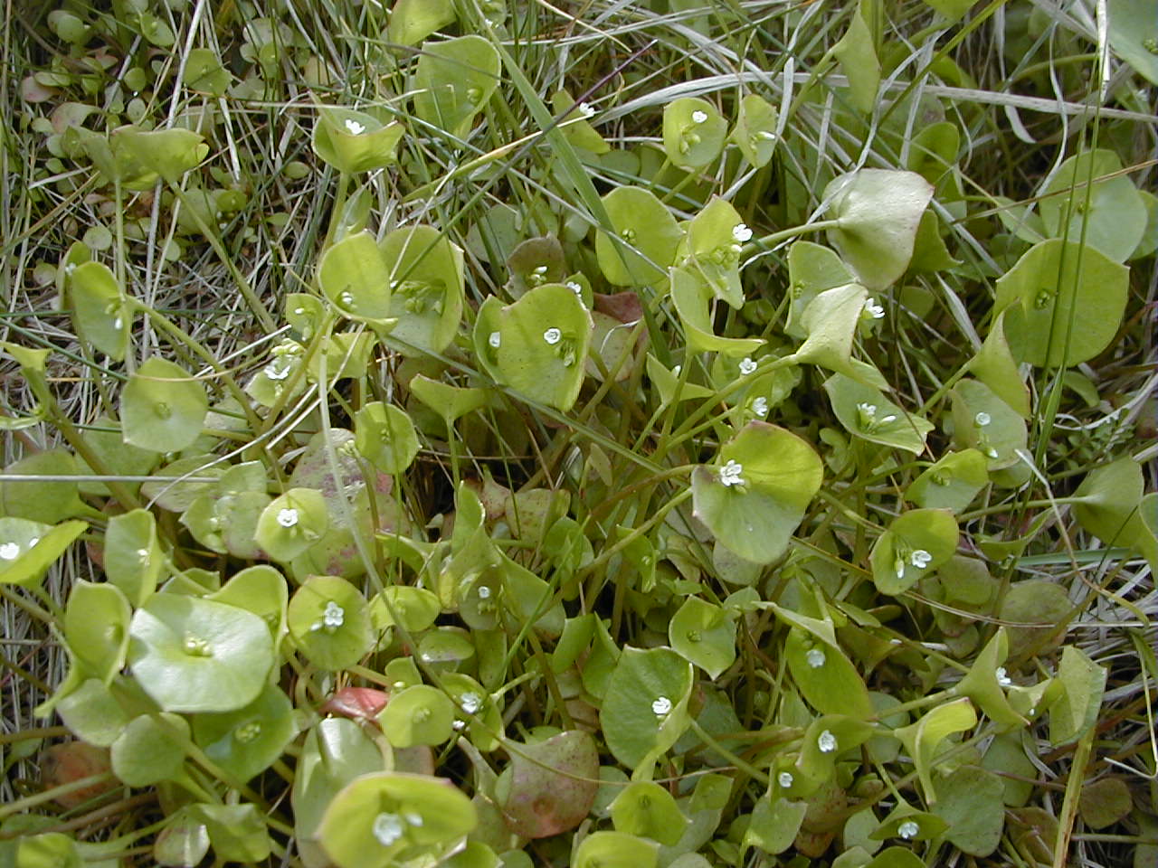 Afficher le média claytonia_perfoliata1md claytonia_perfoliata1md