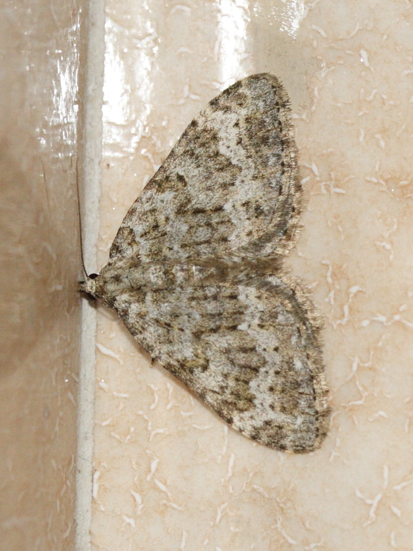 coenotephria_salicata1md