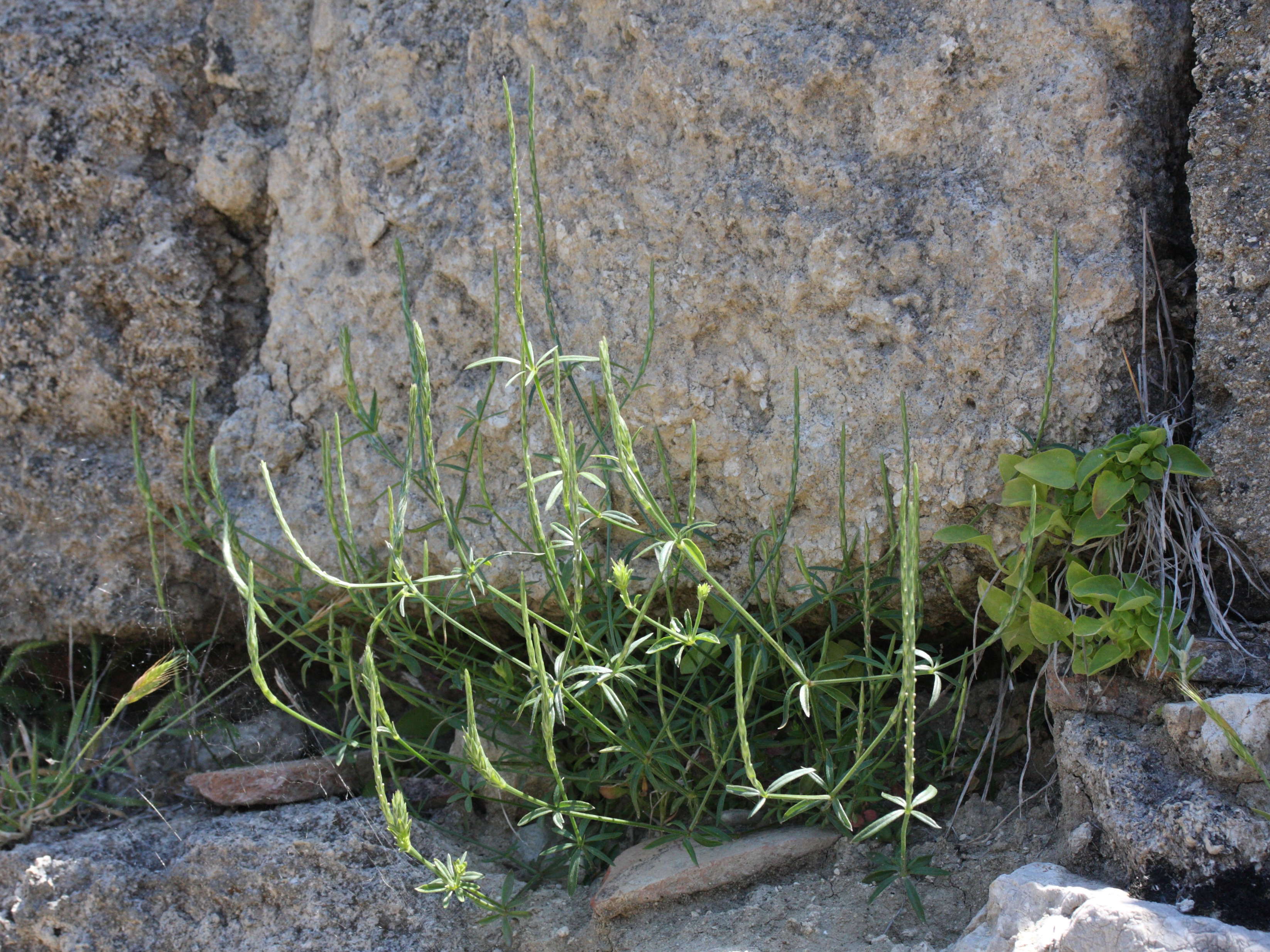 crucianella_latifolia1md