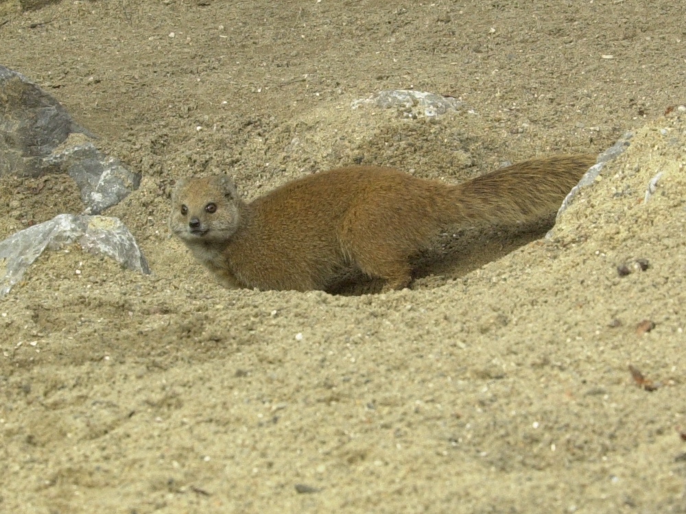 cynictis_penicillata2bd