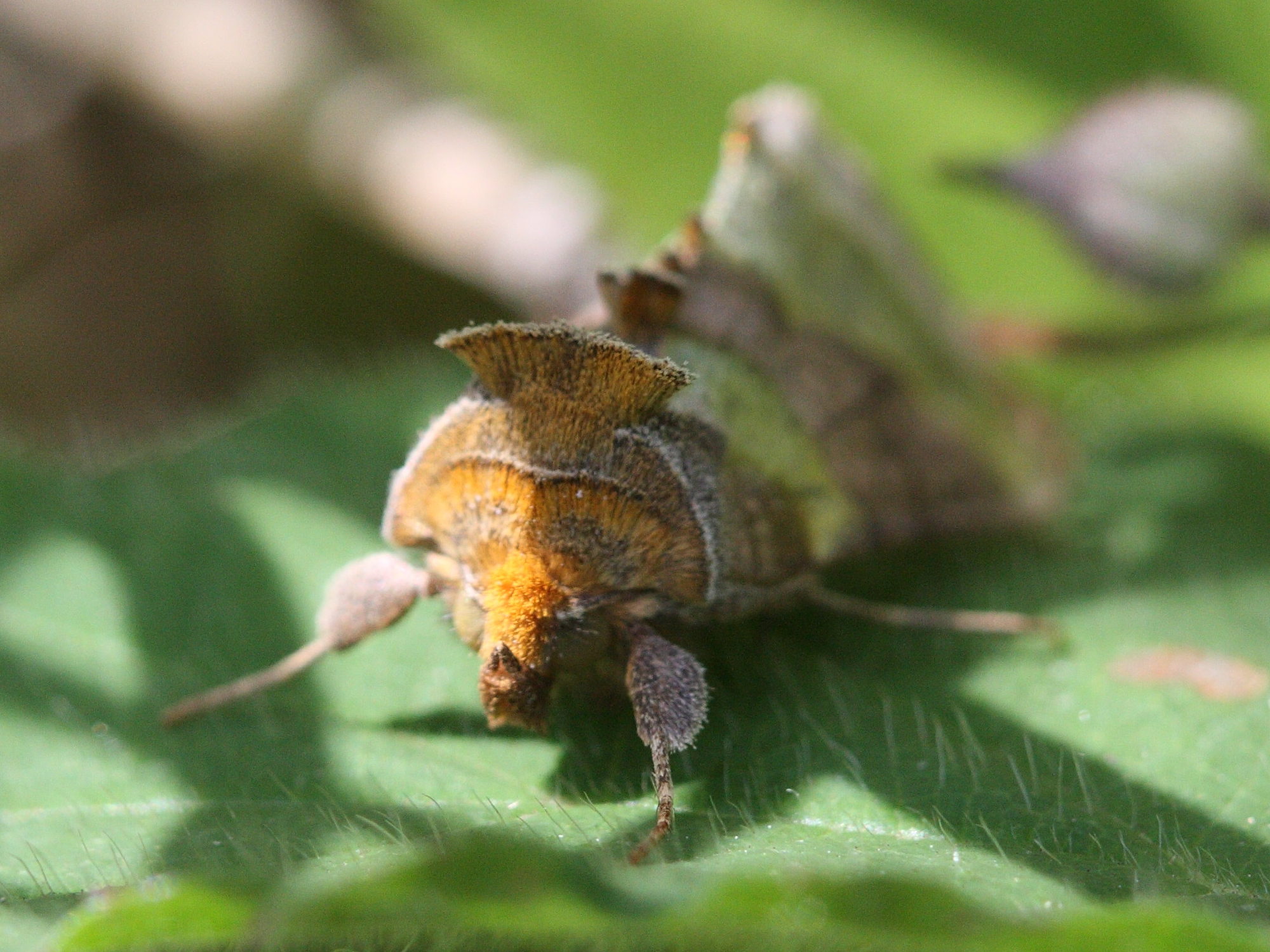 diachrysia_chrysitis2bd