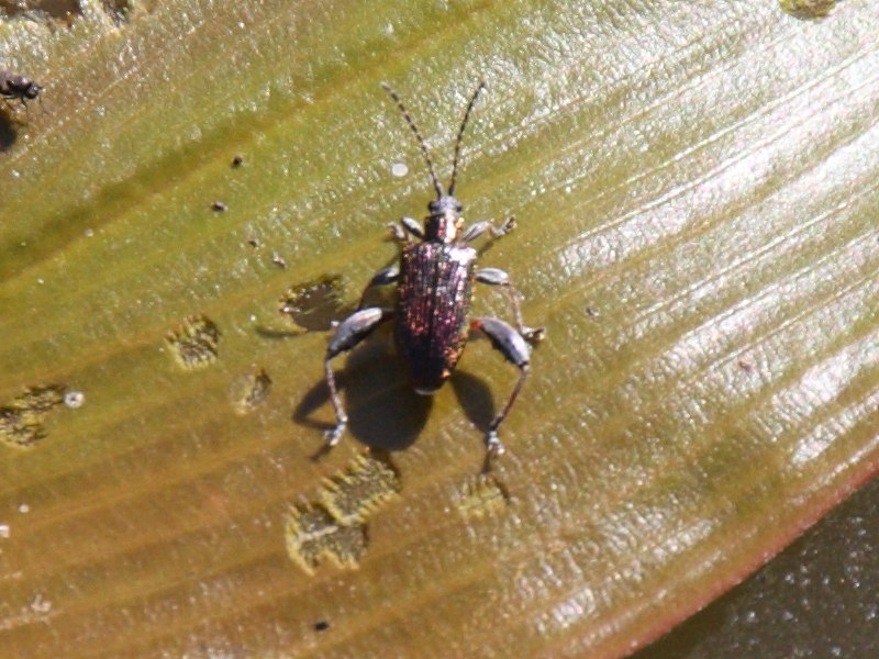 donacia_versicolorea1bd