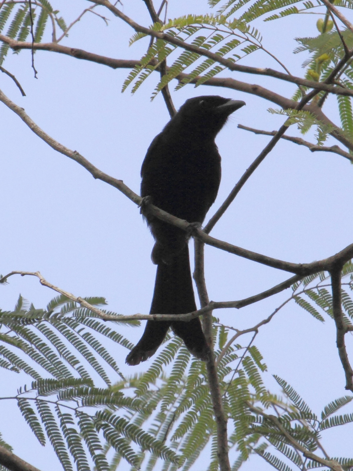 drongo_de_mayotte_-_dicrurus_waldenii2bd