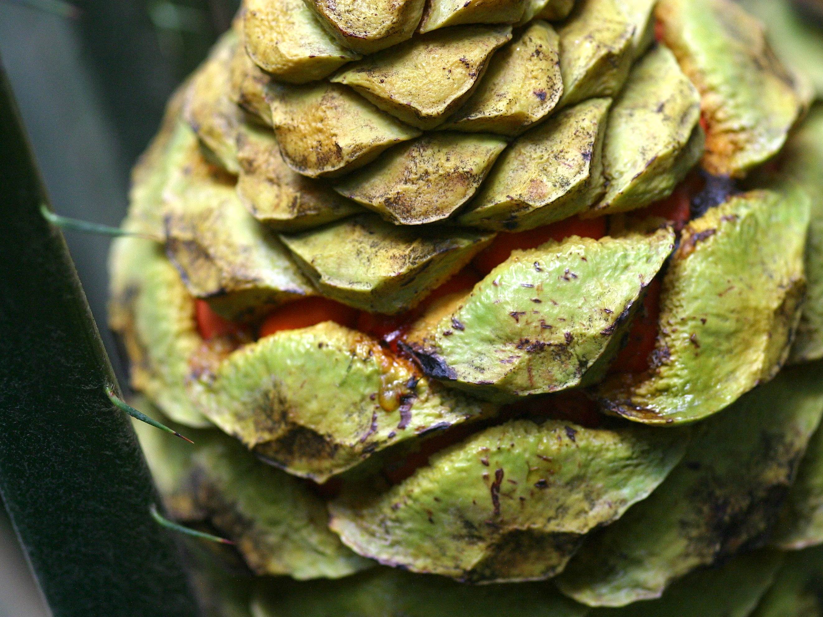 Afficher le média encephalartos_altensteinii5md encephalartos_altensteinii5md