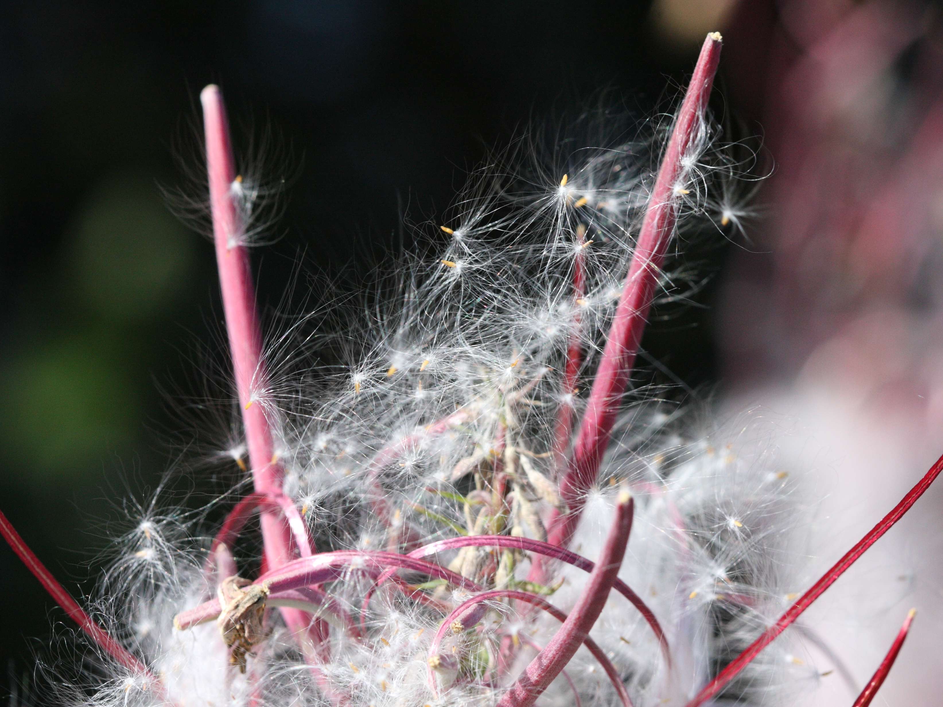 Afficher le média epilobium_angustifolium5md epilobium_angustifolium5md