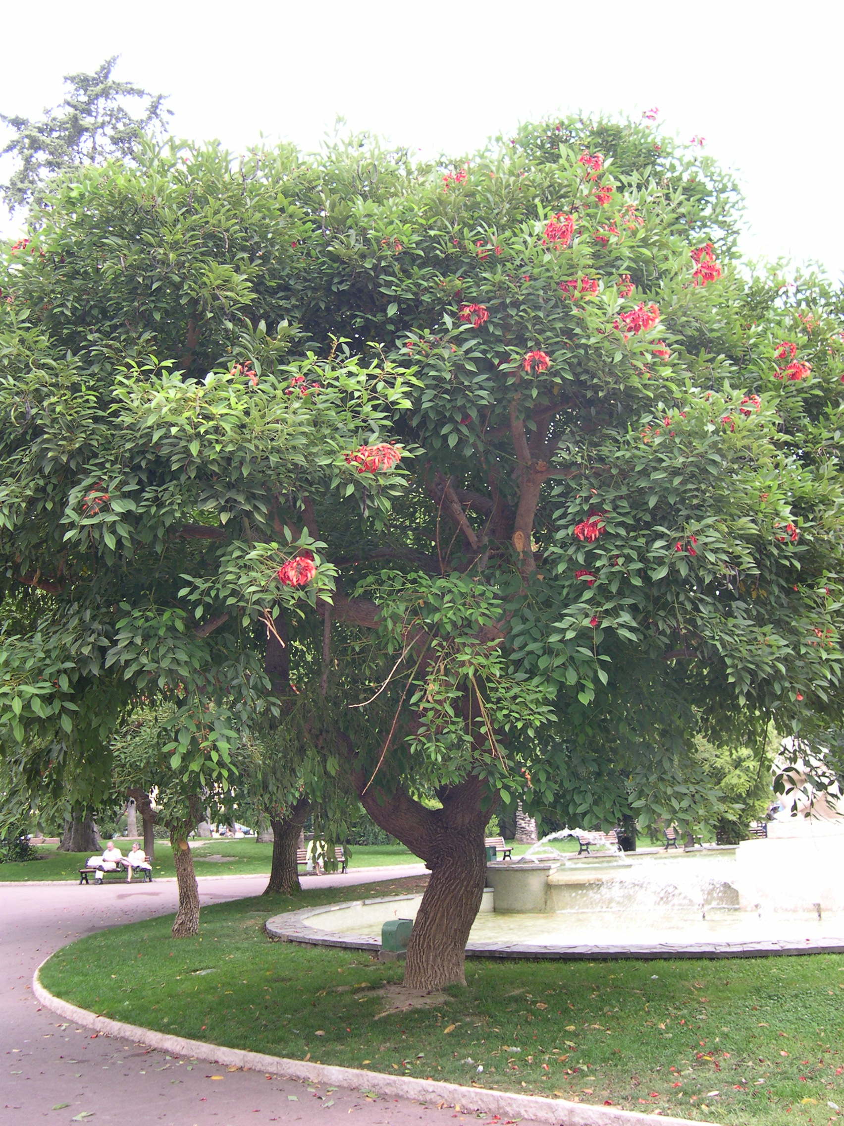 erythrina_crista-galli1md