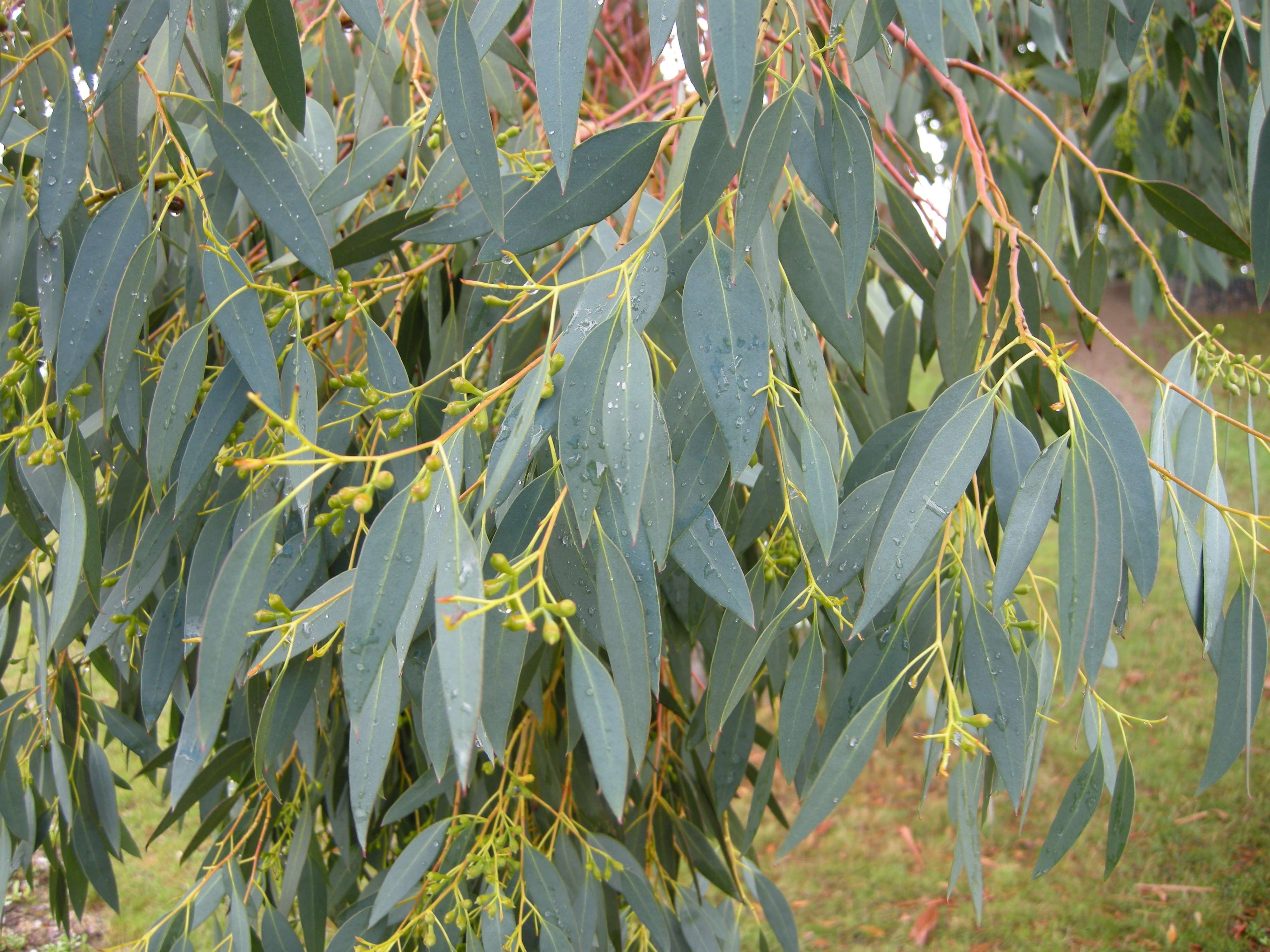 eucalyptus_urnigera2md