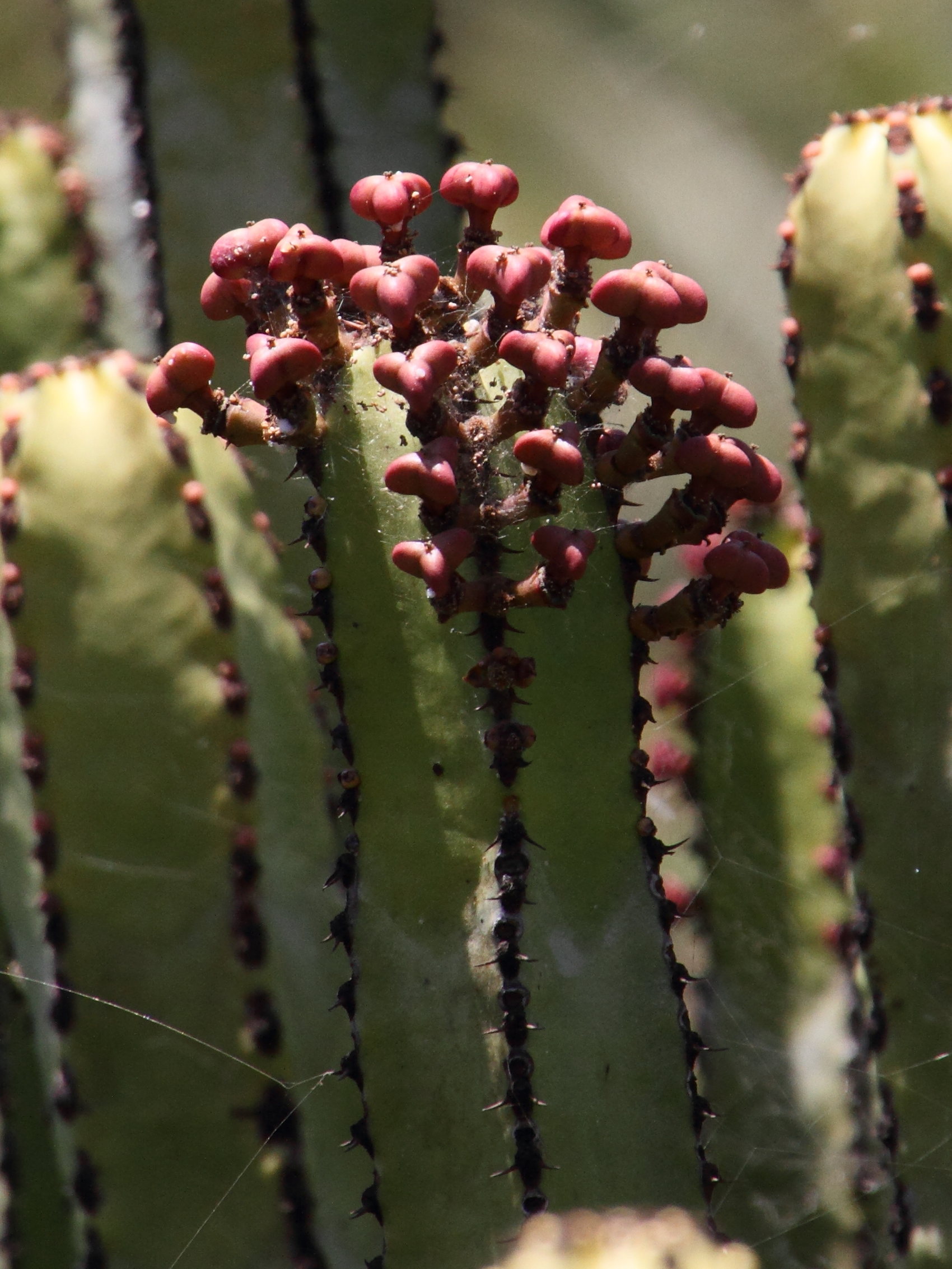 euphorbia_canariensis4md