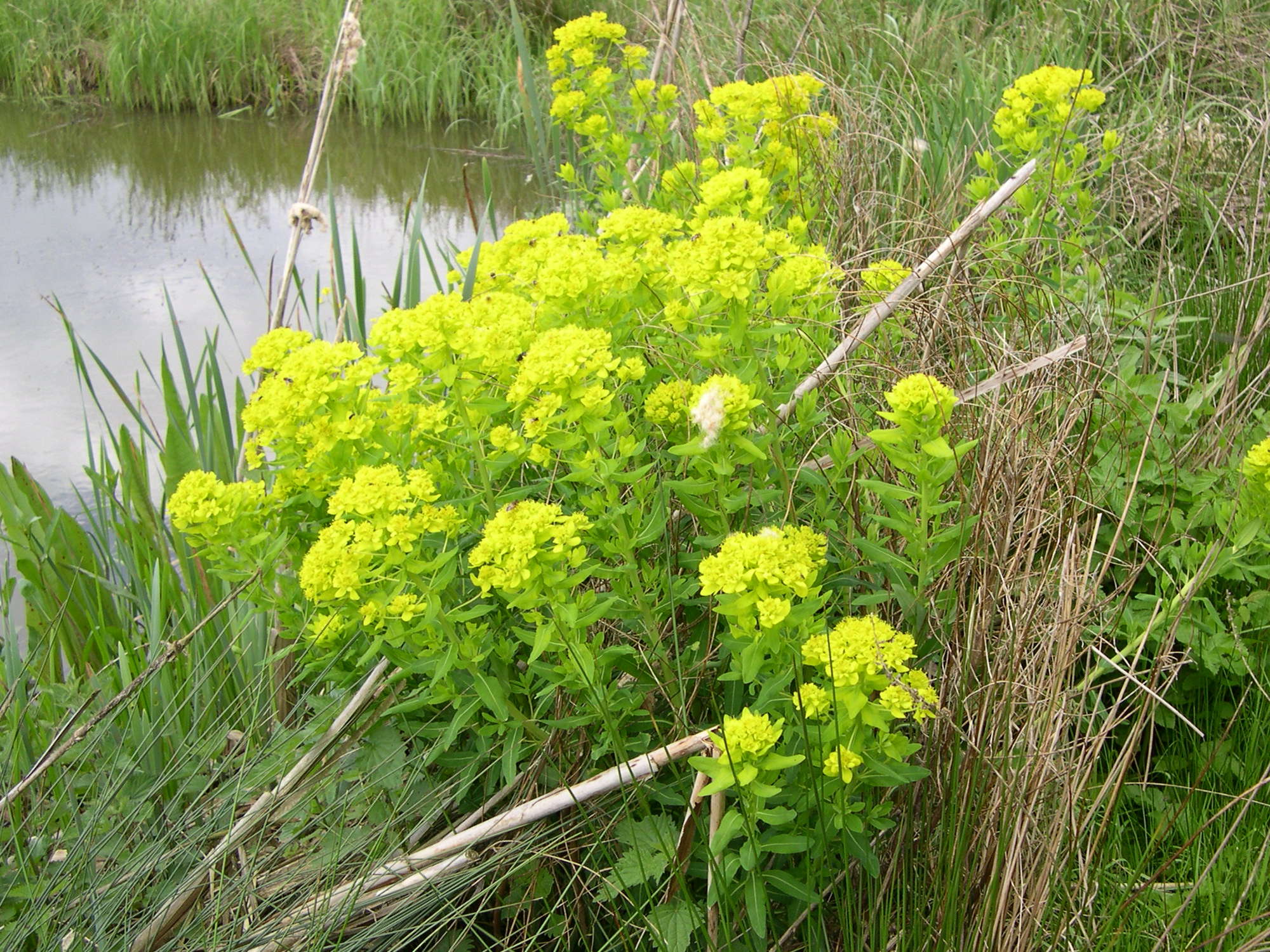 Afficher le média euphorbia_palustris1md euphorbia_palustris1md