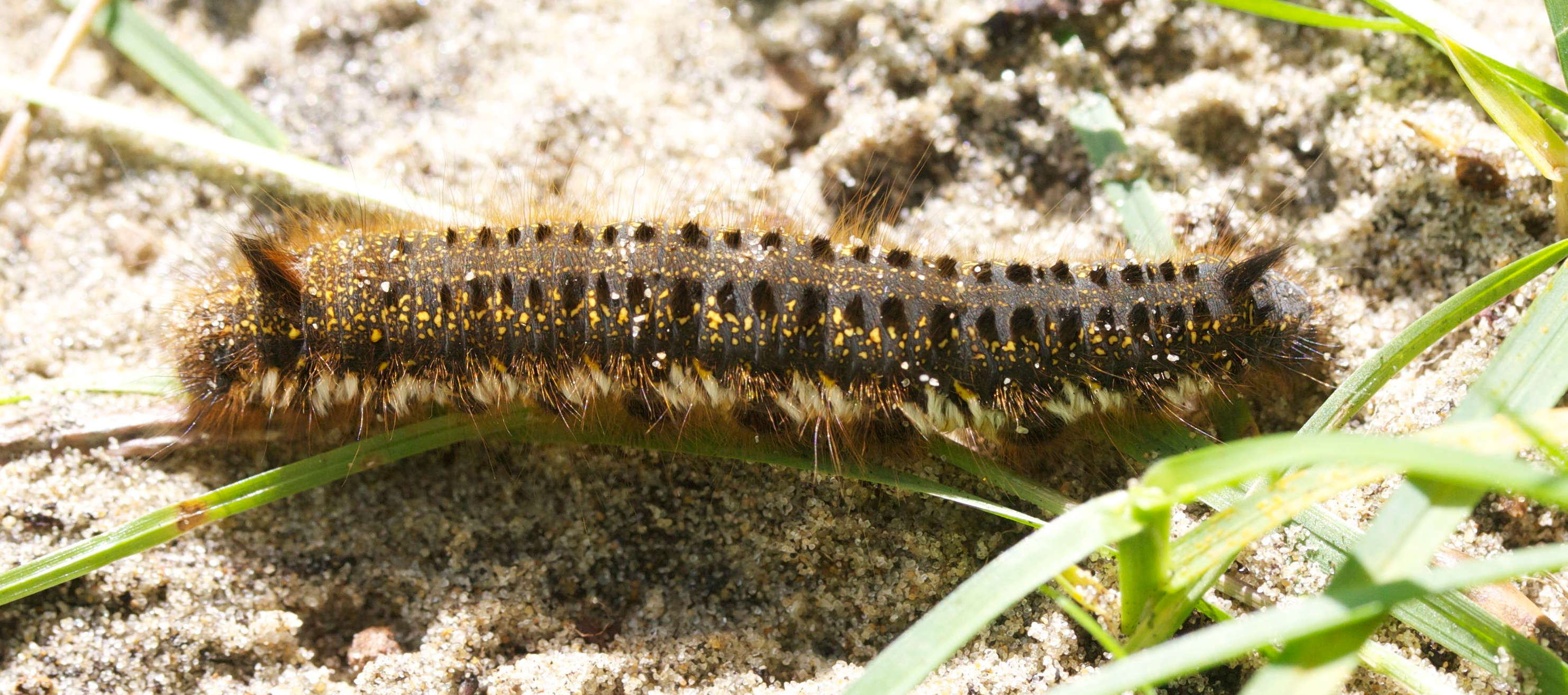 euthrix_potatoria_ch1md