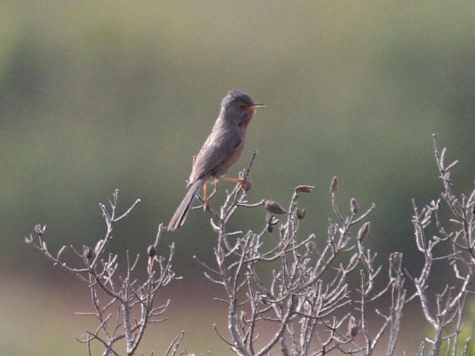 fauvette_pitchou_-_sylvia_undata2bd