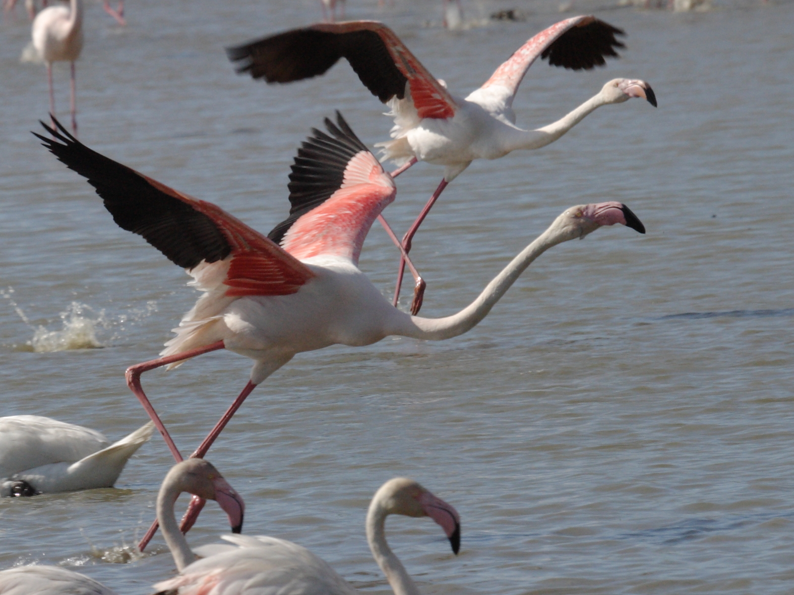 Afficher le média flamant_rose_-_phoenicopterus_roseus7bd flamant_rose_-_phoenicopterus_roseus7bd