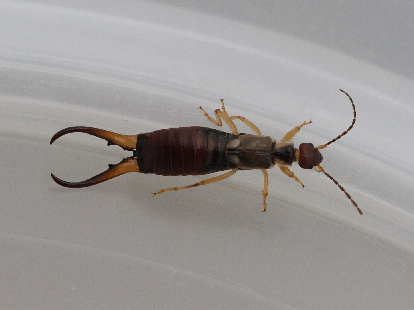 forficula_auricularia3md