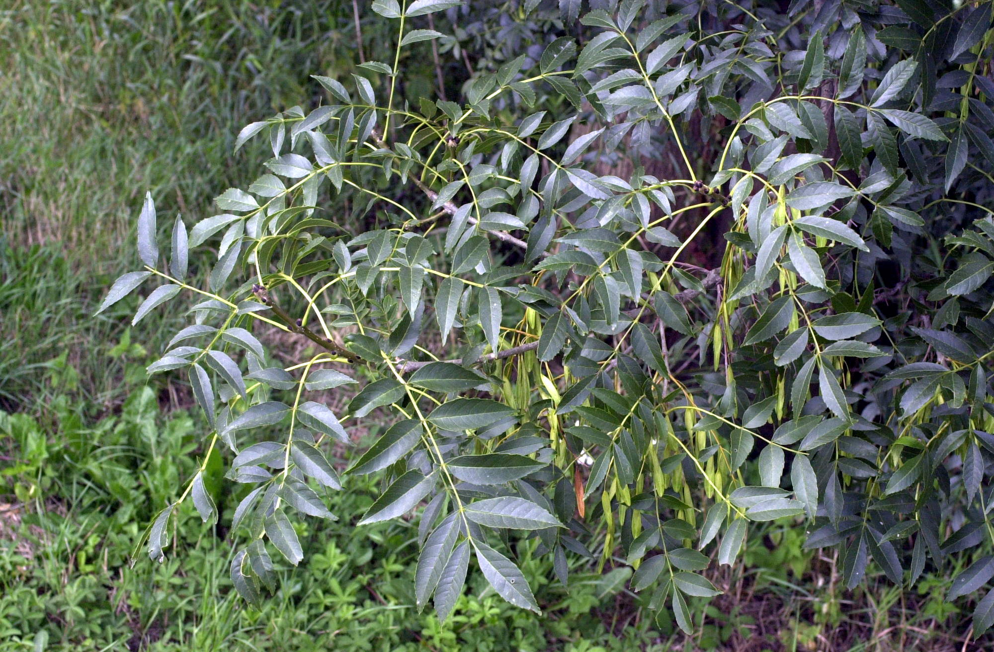 fraxinus_excelsior1bmd