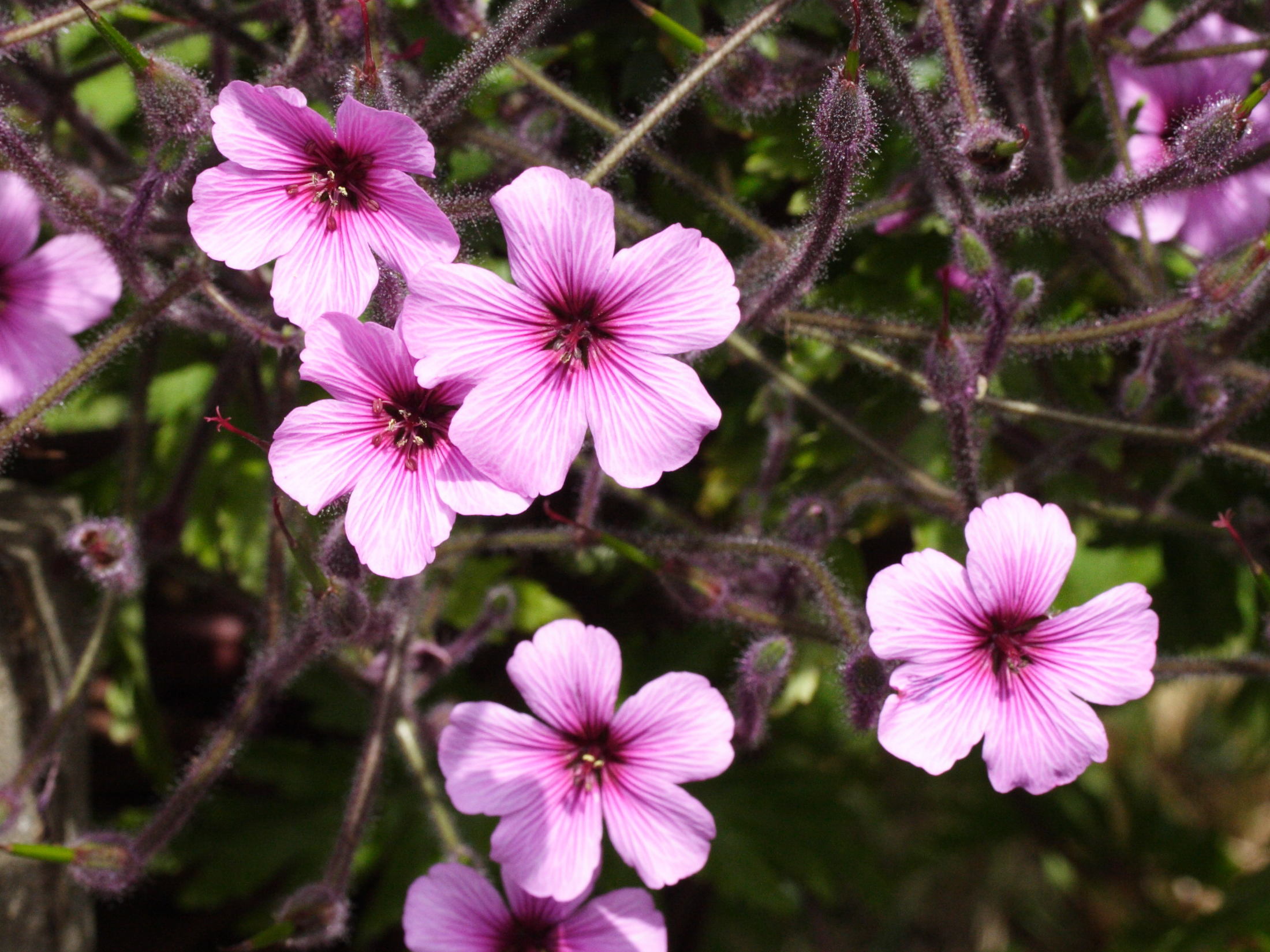 geranium_maderense3md