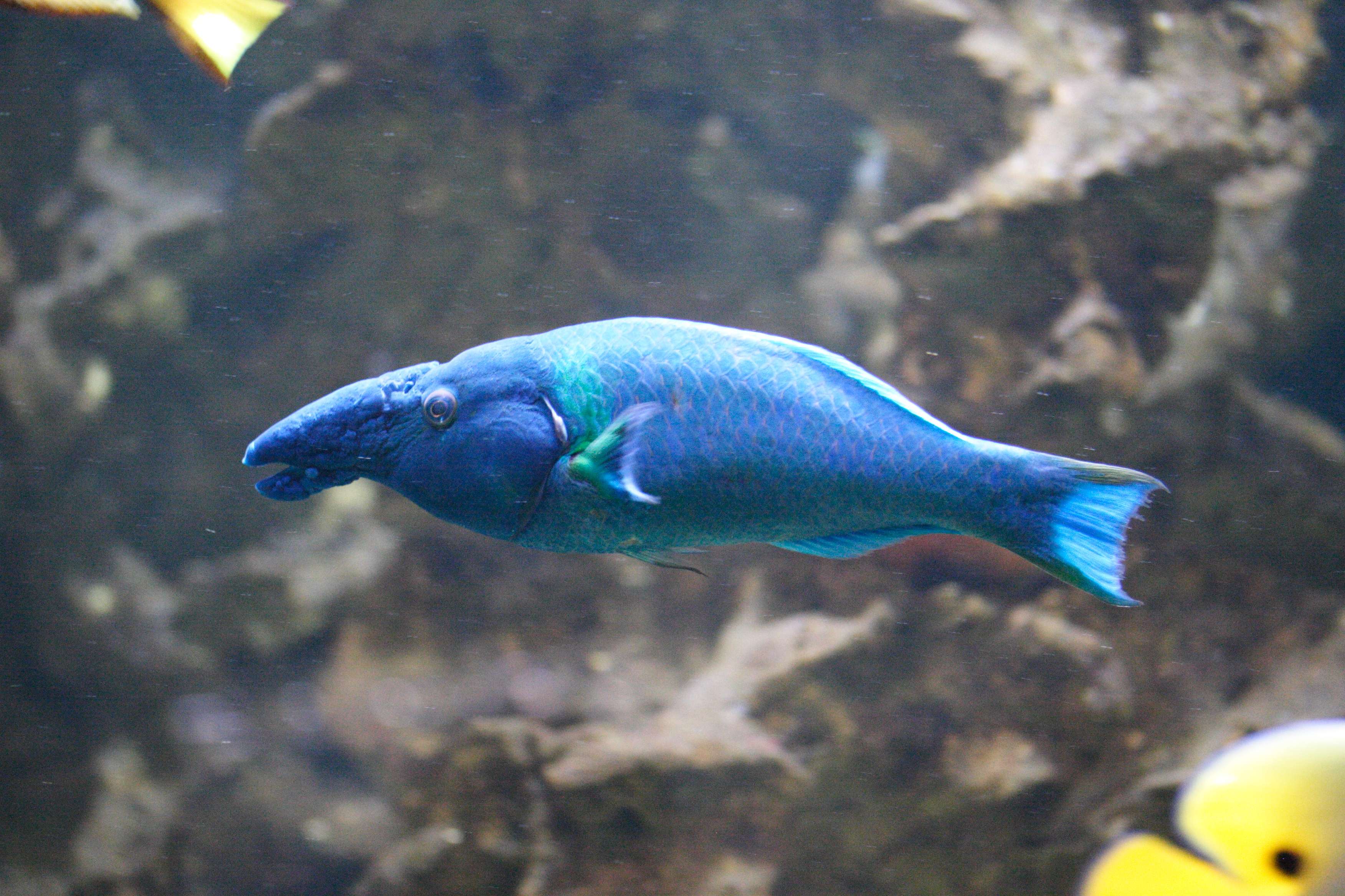 Gomphosus_caeruleus
