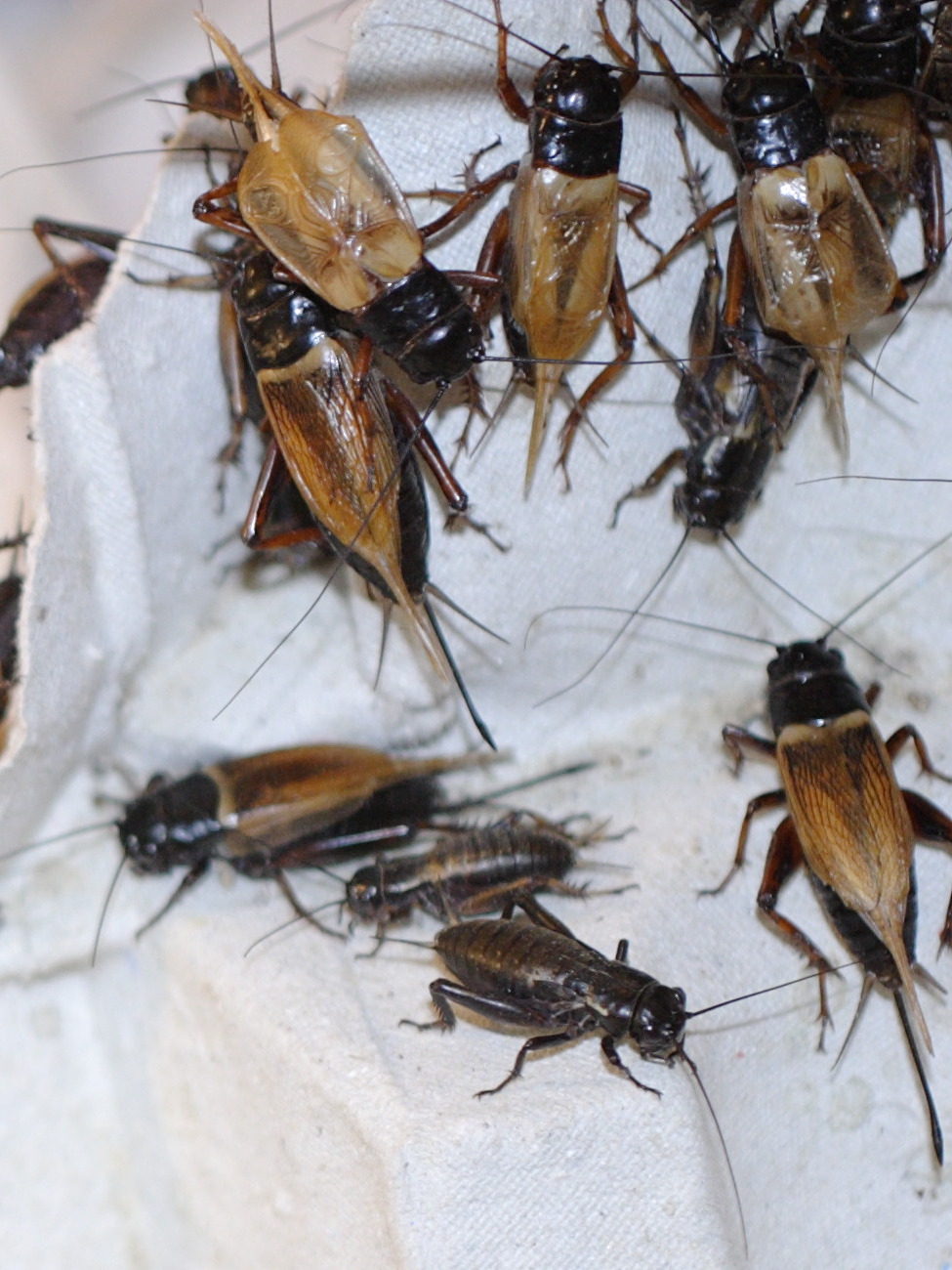 Afficher le média gryllus_bimaculatus4bd gryllus_bimaculatus4bd
