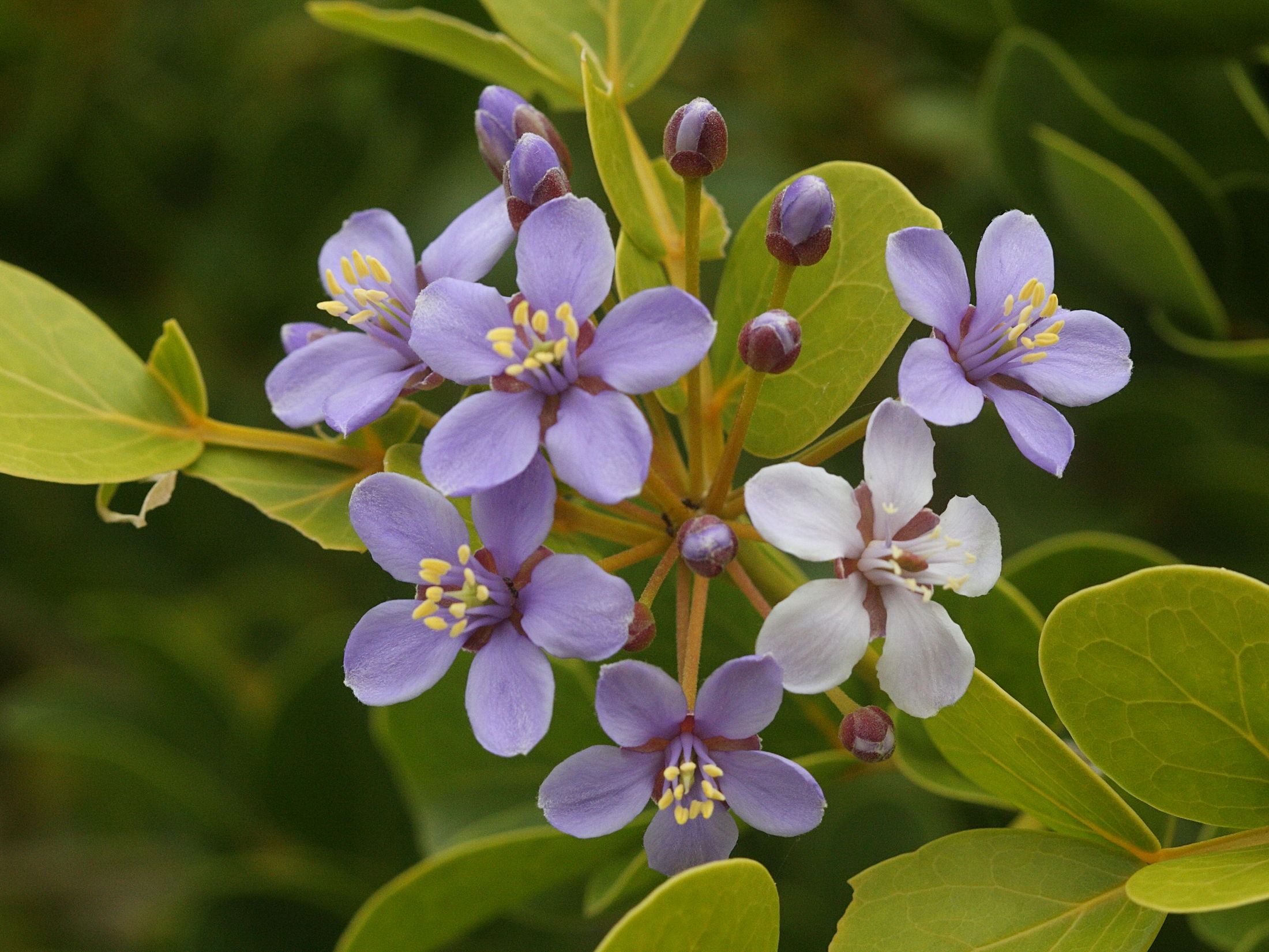 Afficher le média guaiacum_officinale1amd guaiacum_officinale1amd