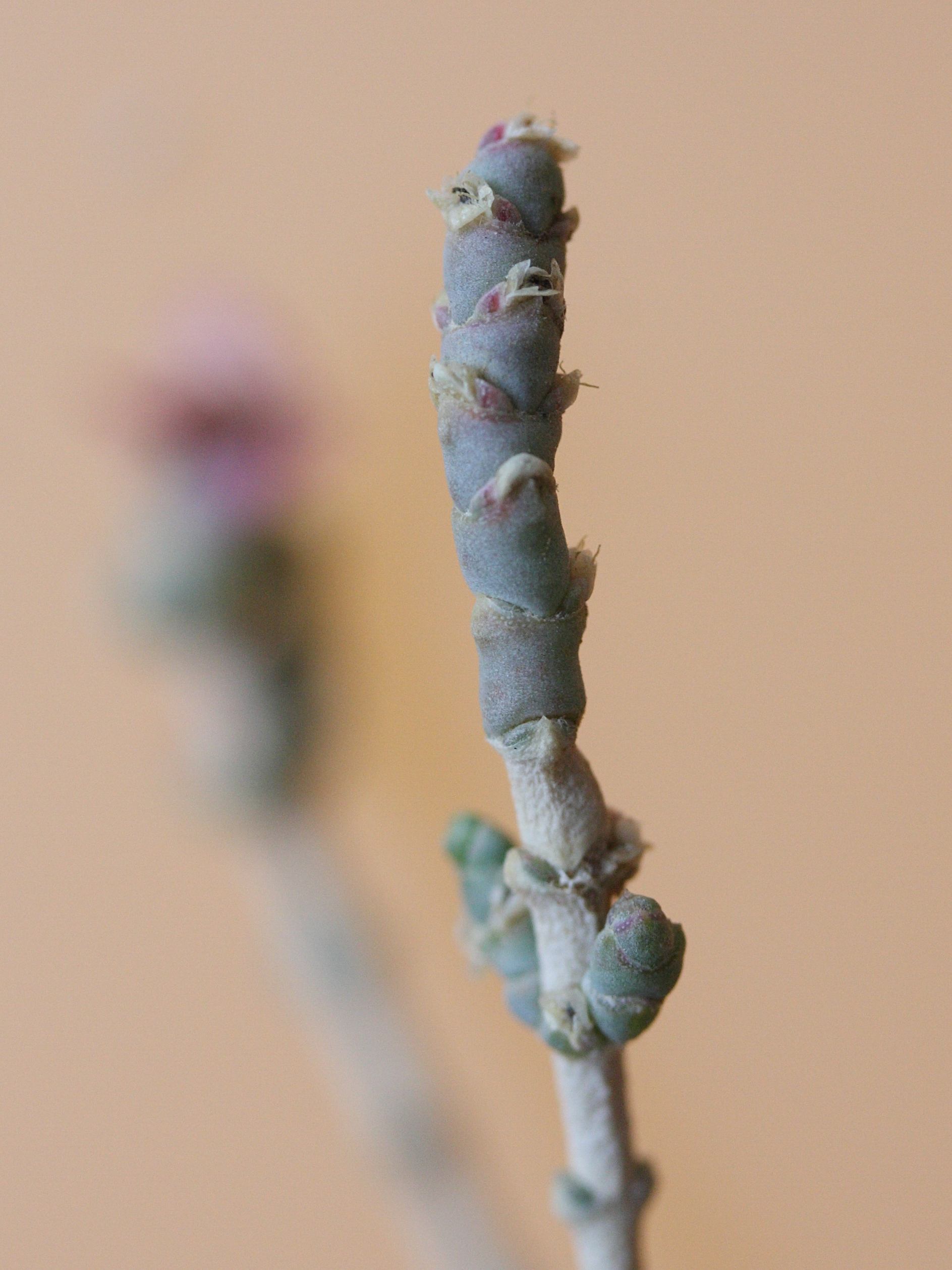 Afficher le média hammada_scoparia5md hammada_scoparia5md