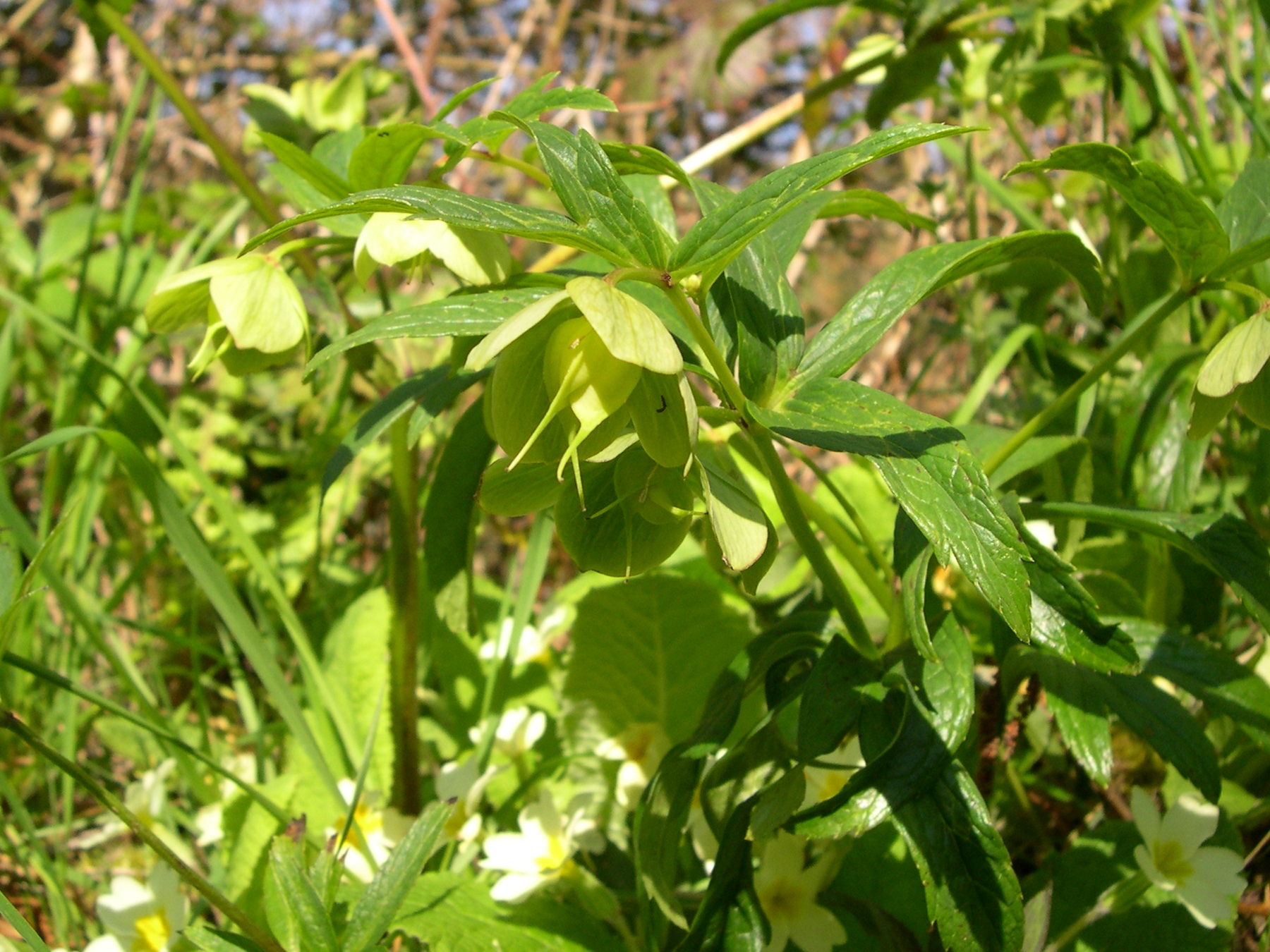 Afficher le média helleborus_viridis_occidentalis2md helleborus_viridis_occidentalis2md