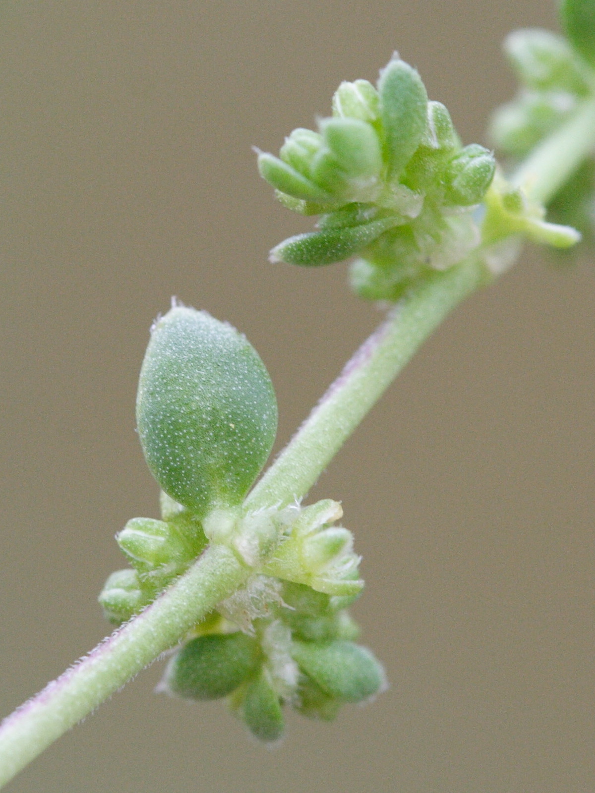 herniaria_ciliolata3md