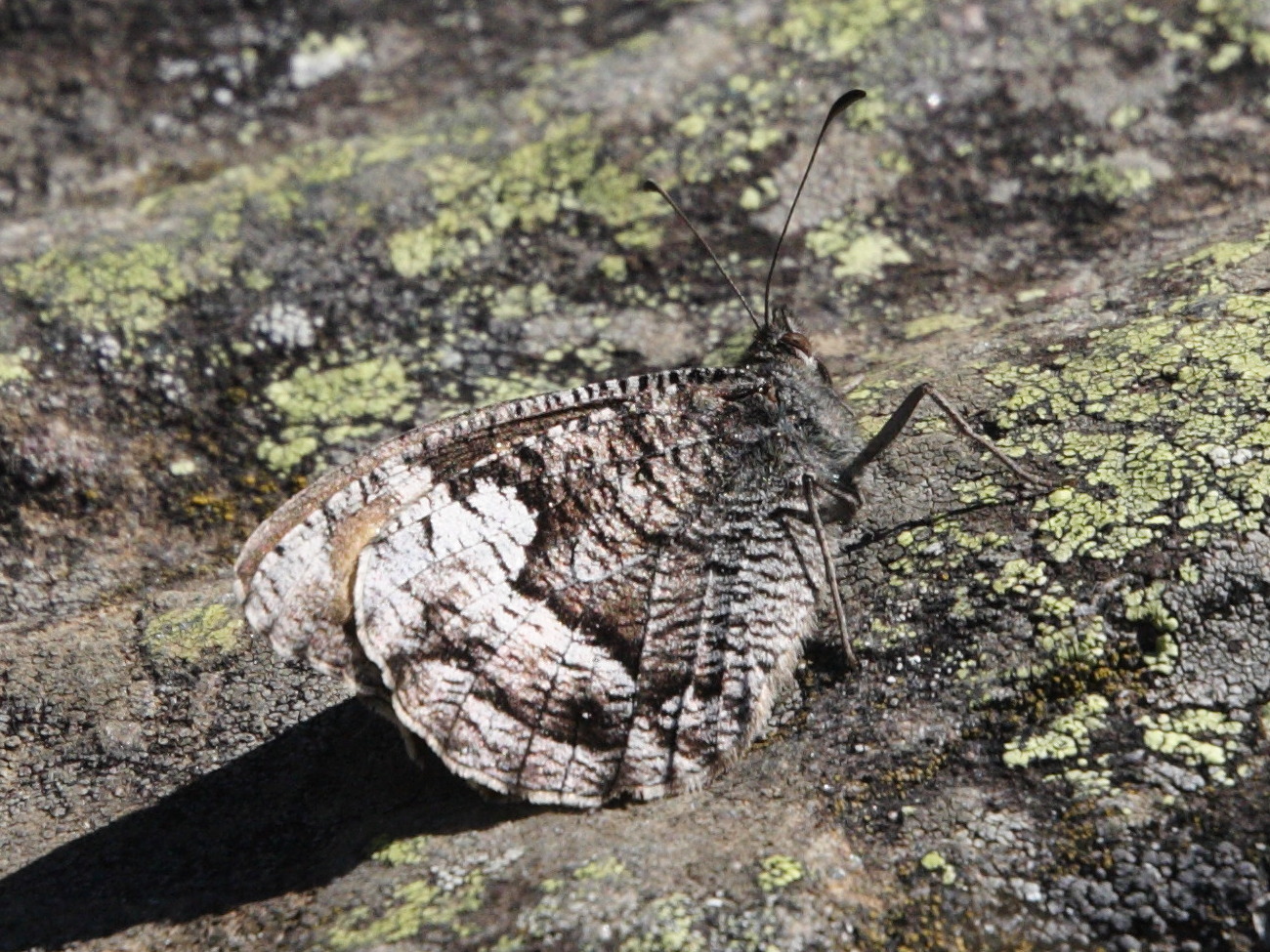 hipparchia_alcyone2md