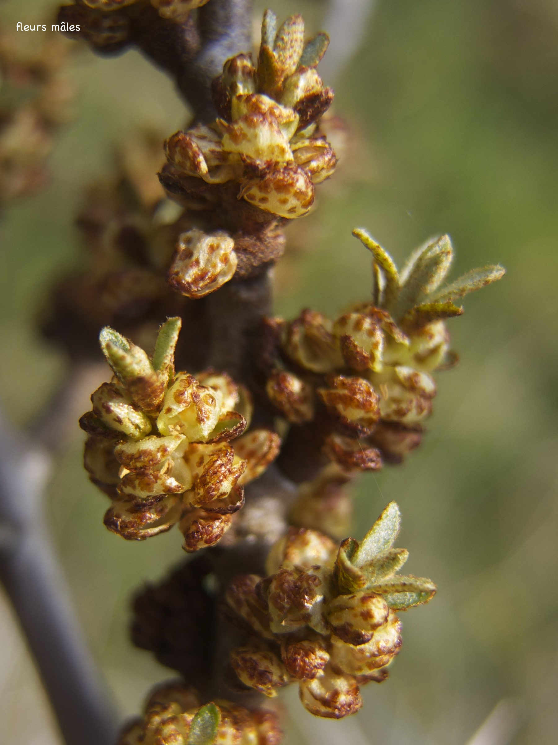 hippophae_rhamnoides7bmd